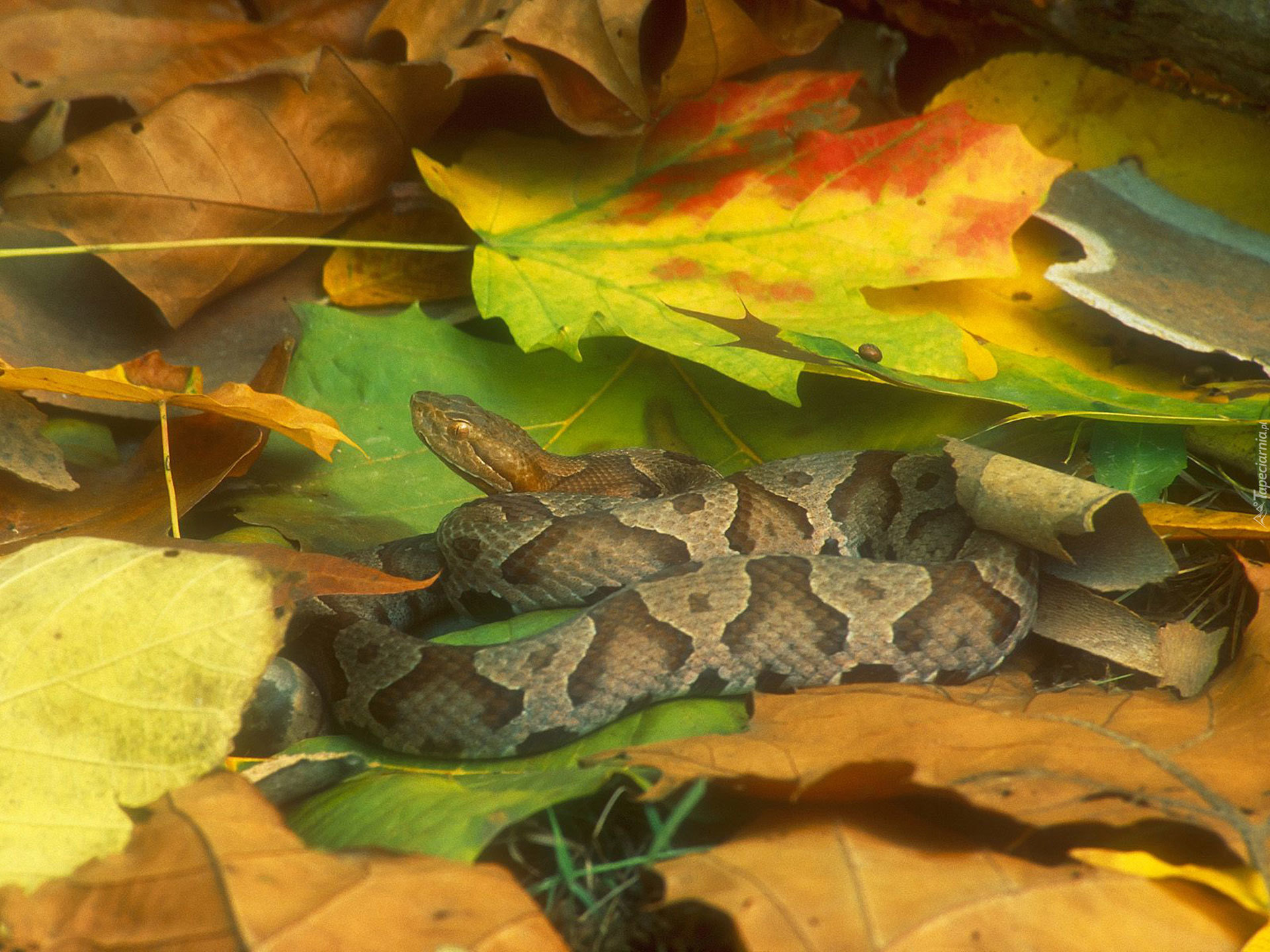 Wąż, liście, jesień