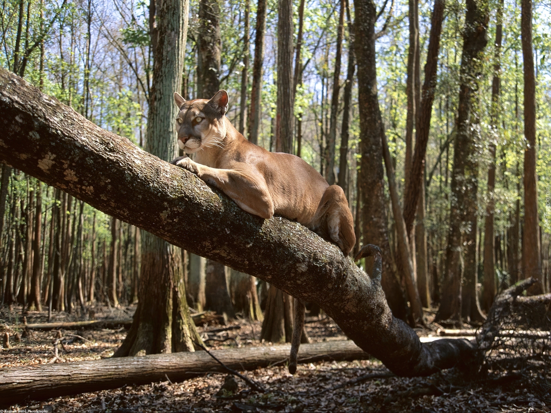 Puma