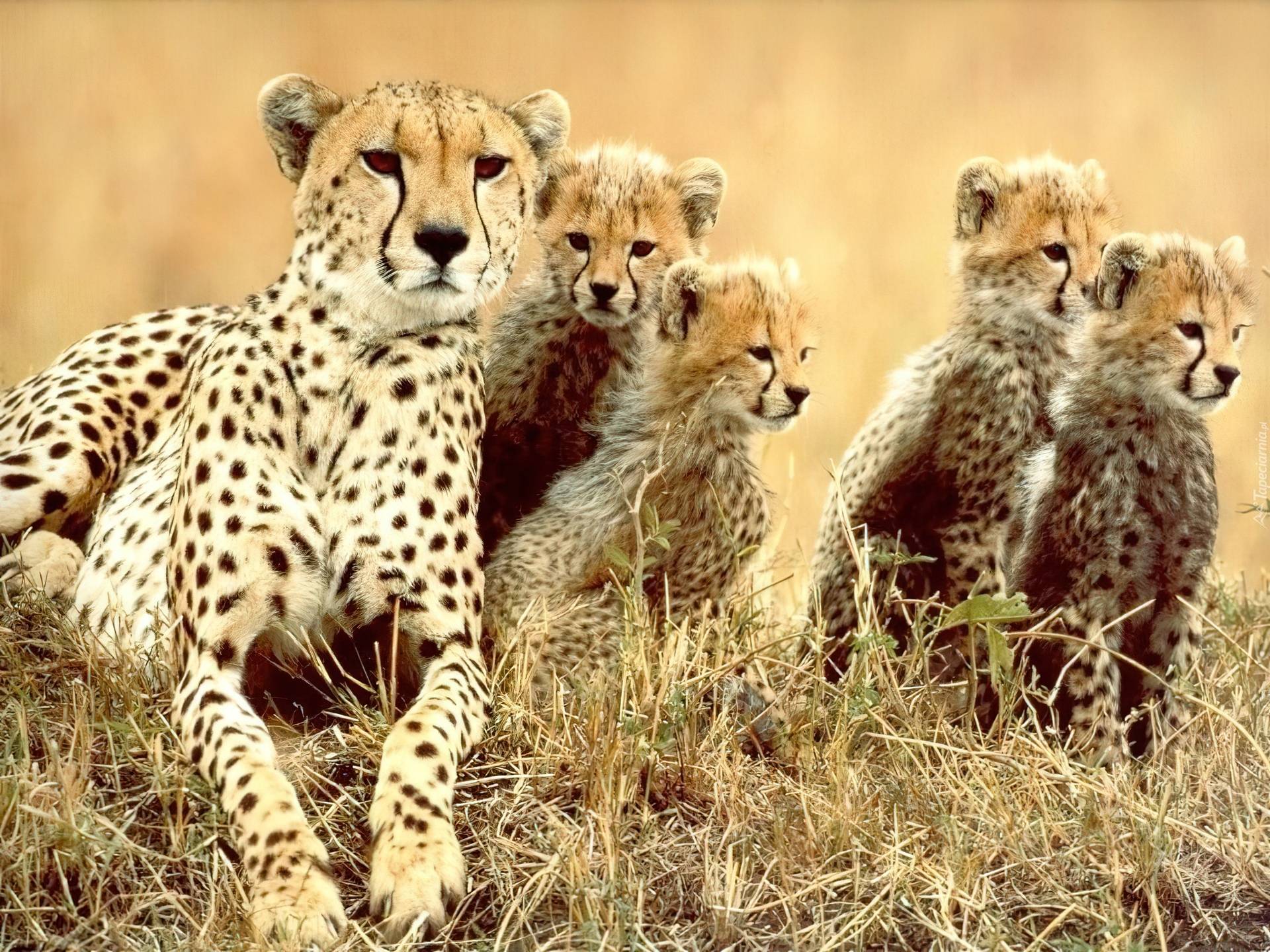 Дикие животные гепарды. Тигр леопард гепард Ягуар. Тигр Лев и леопард. Лев тигр гепард. Львы тигры леопарды гепарды.