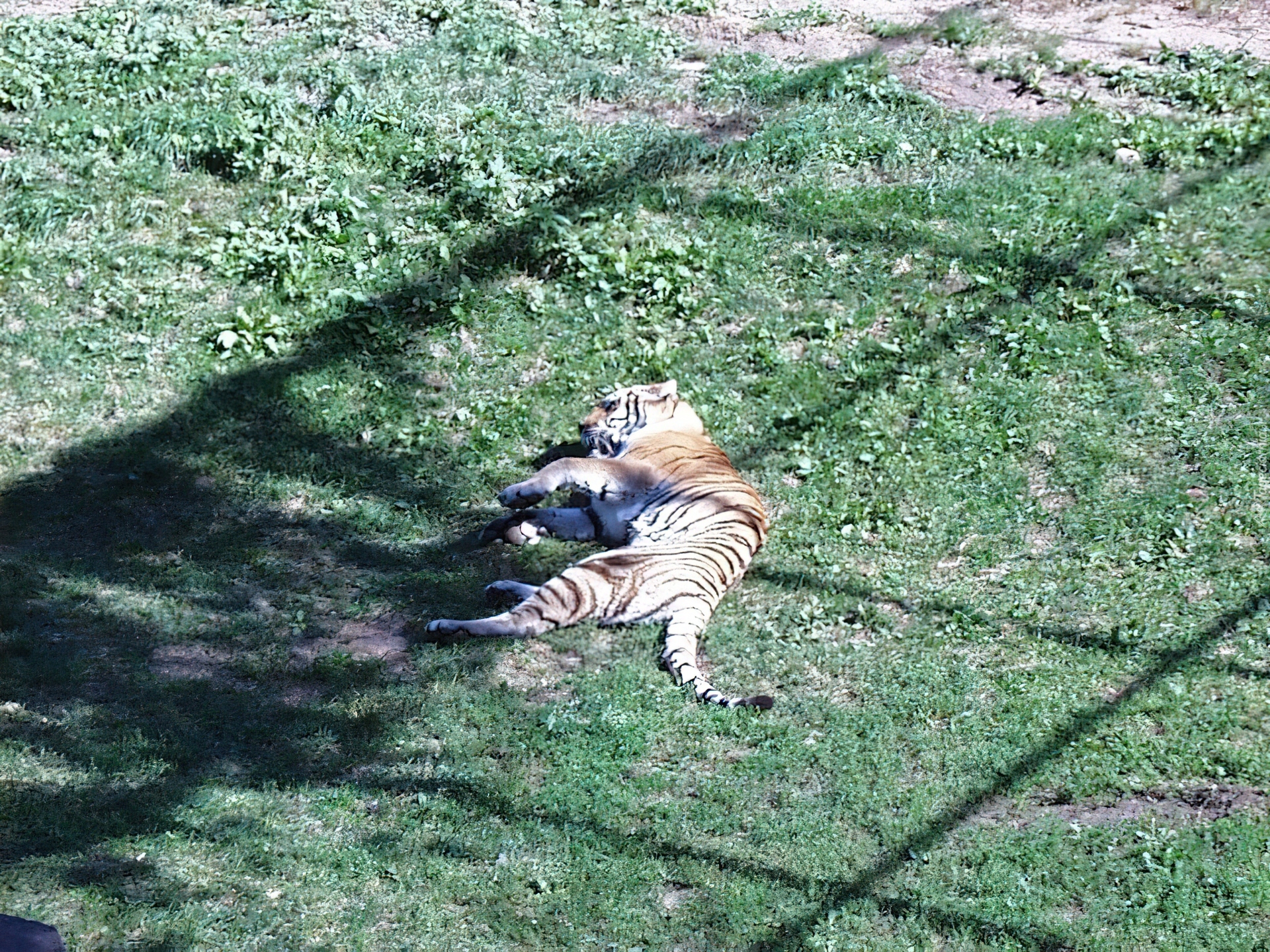 Tygrys, łąka, zoo