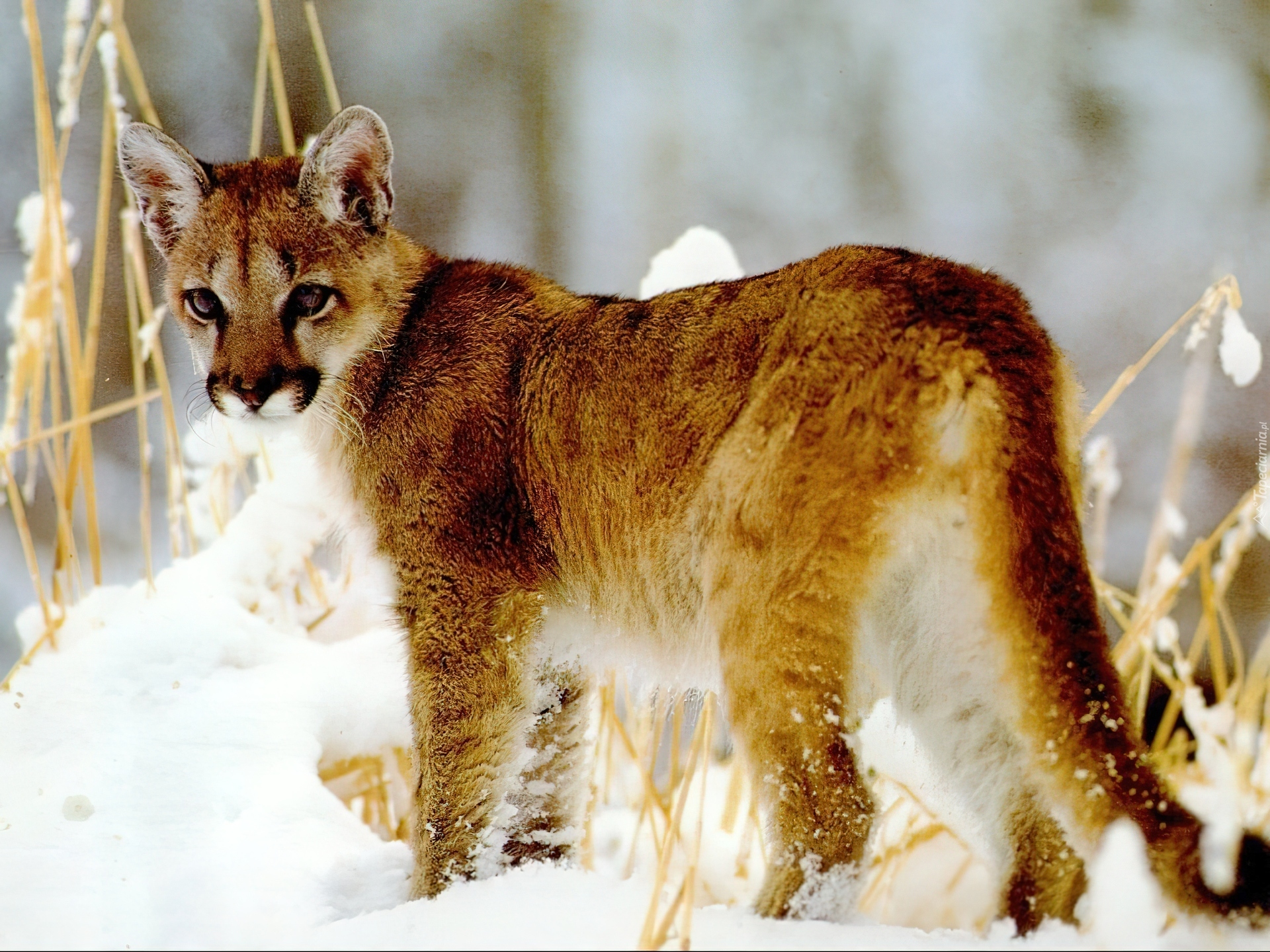 Puma, śnieg, młoda