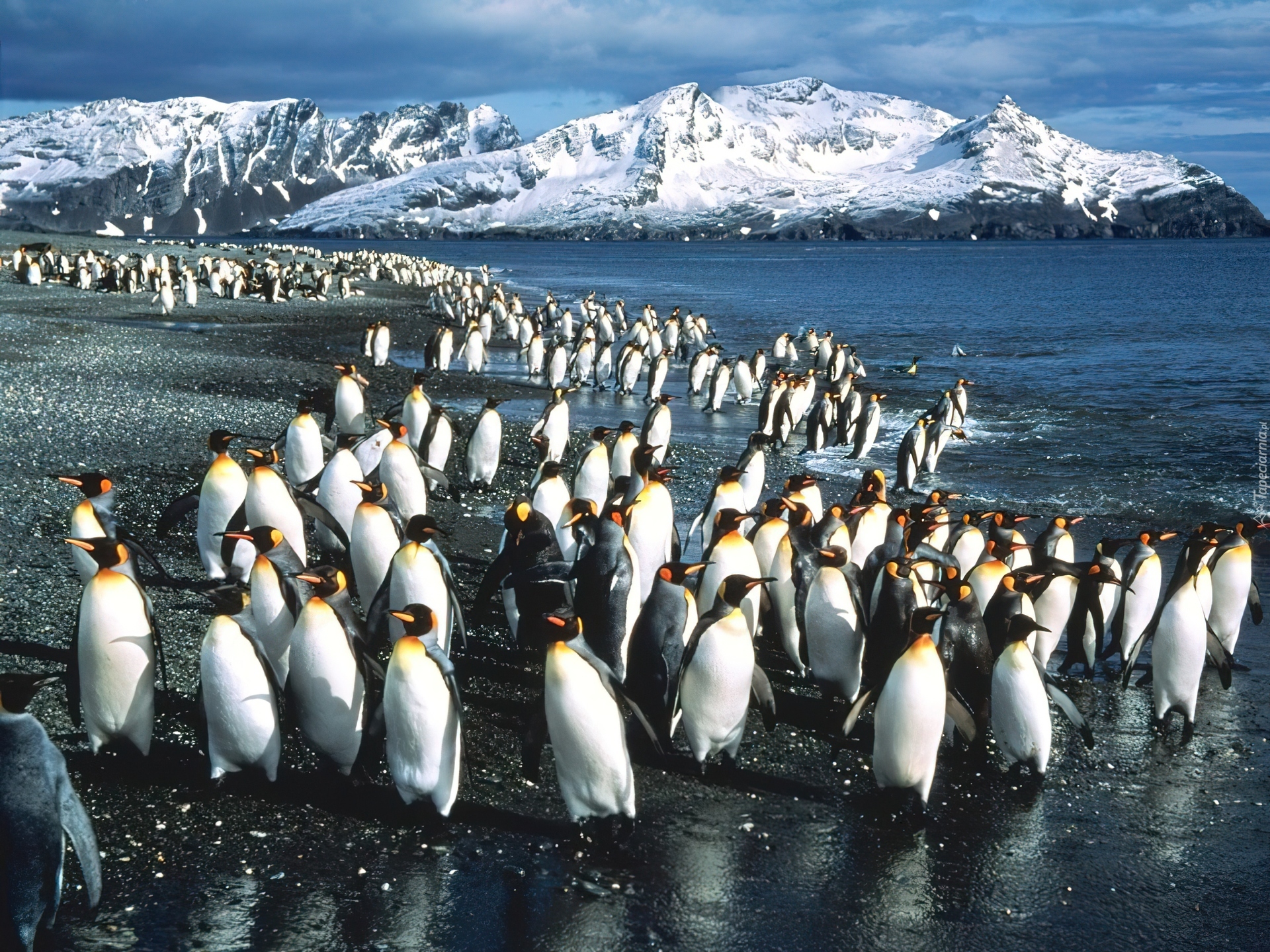 Где живет императорский пингвин. Императорский Пингвин в Антарктиде. Королевский Пингвин в Антарктиде. Пингвины в Антарктиде. Пингвиний пляж в Антарктиде.