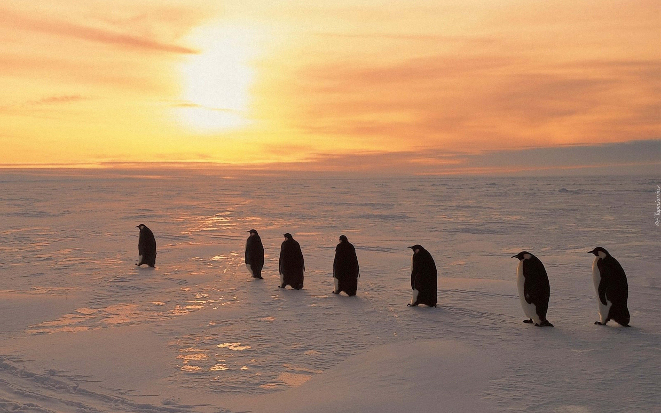 Pingwin, Zachód Słońca