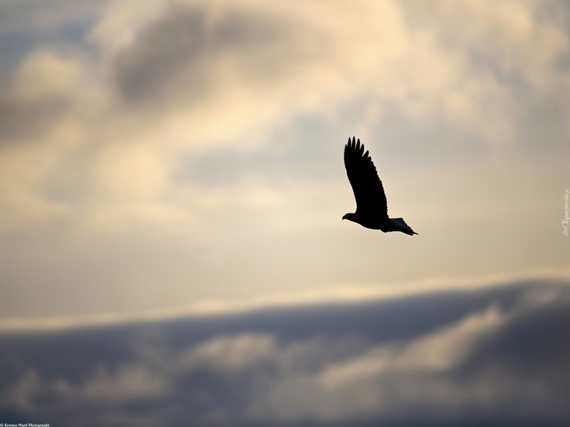 Автономная свобода. Птицы в небе. Птица в полете. Птицы вдалеке. Птицы улетают.