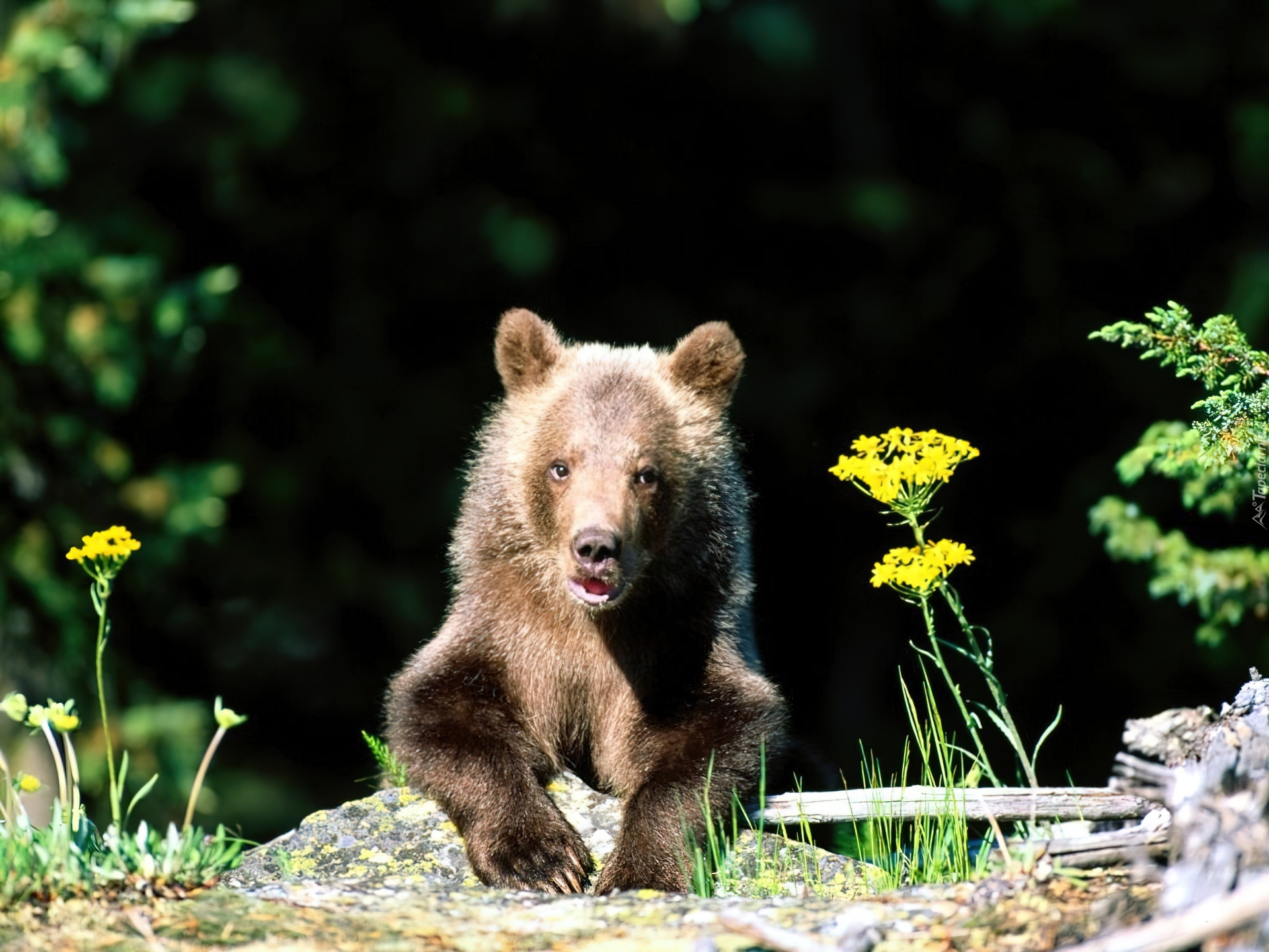 Окрас медведей. Медвежонок. Бурый Медвежонок. Медведь картинка. Медведь с цветами.