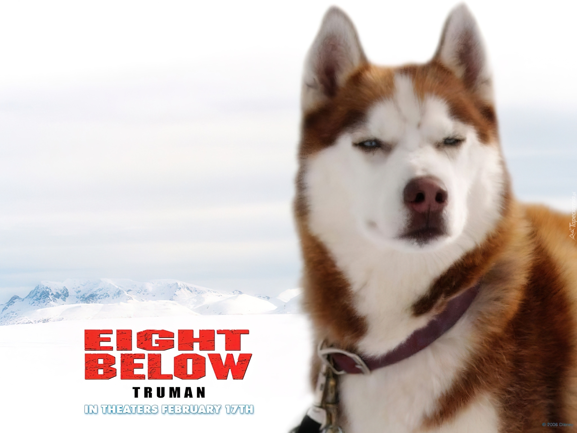 Eight Below, zaprzęg, pies