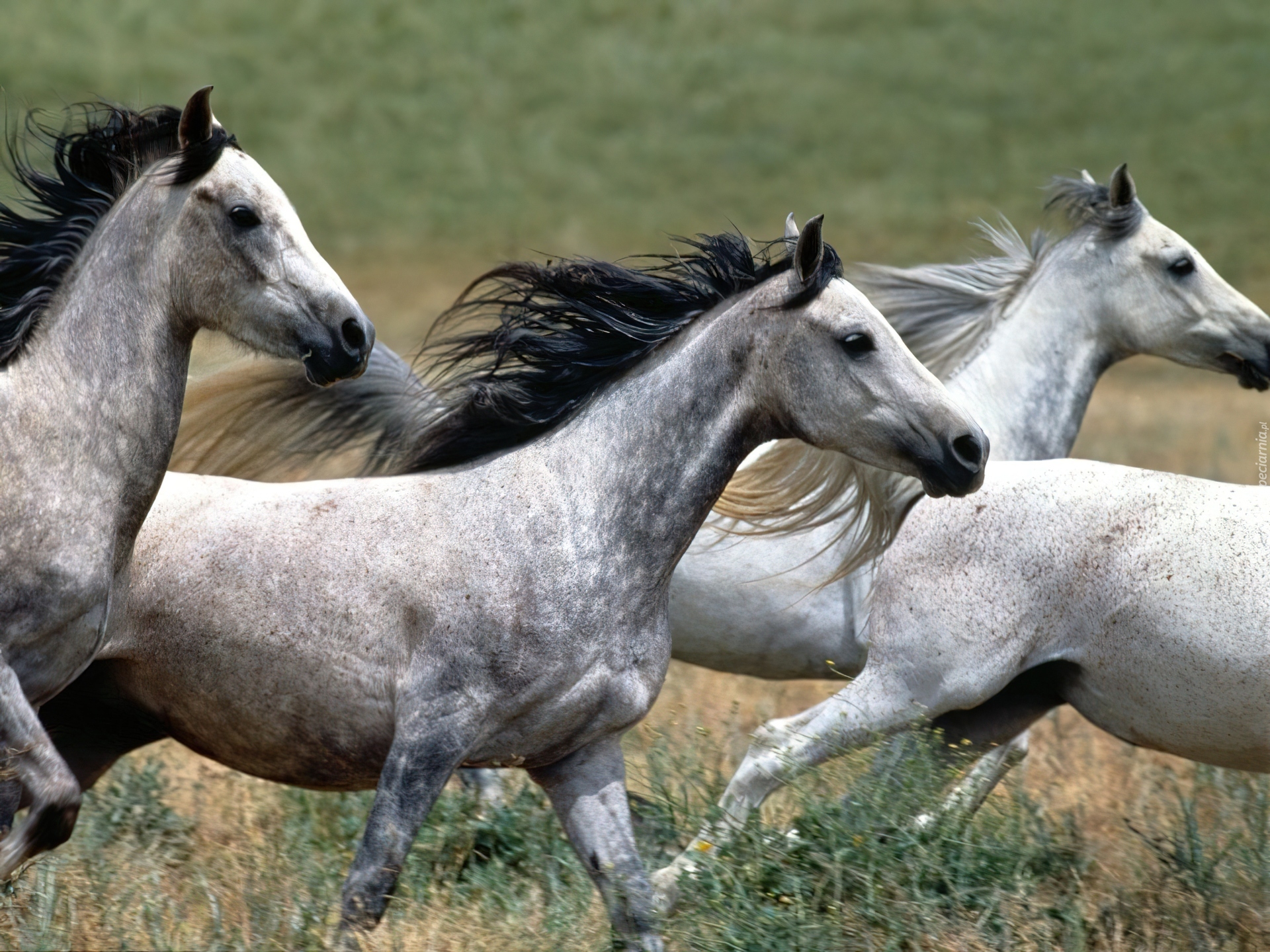 Białe, Konie, Galop