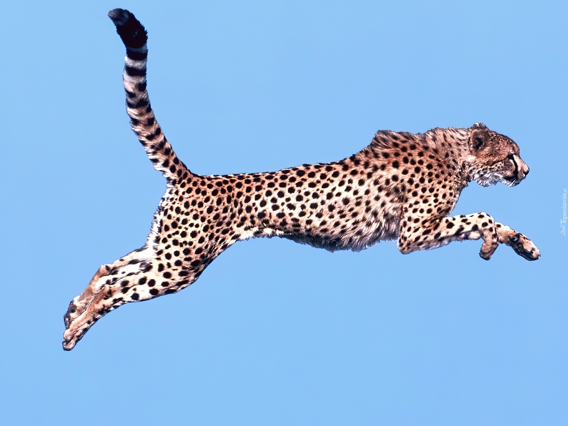 Gepard