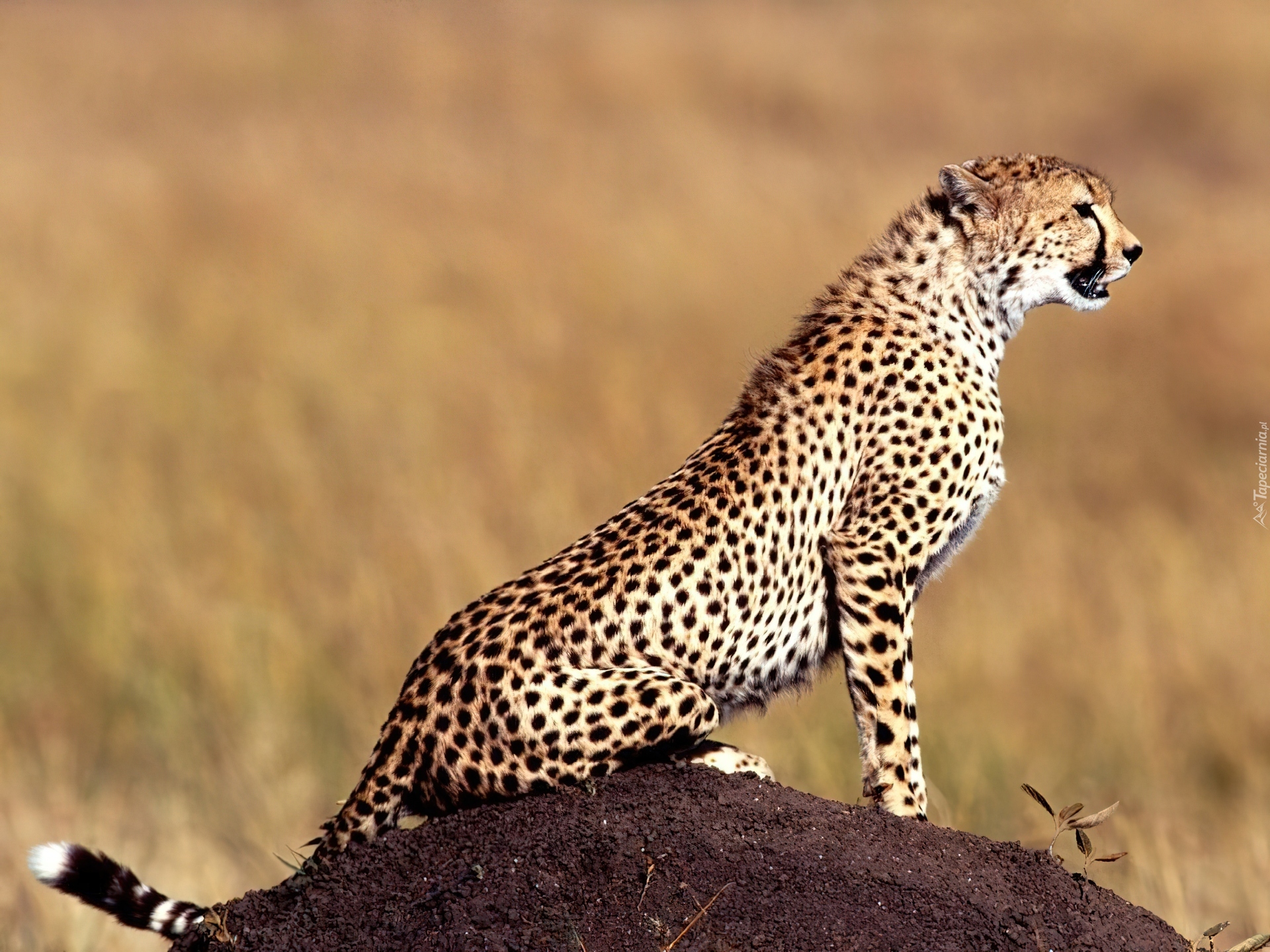 Gepard