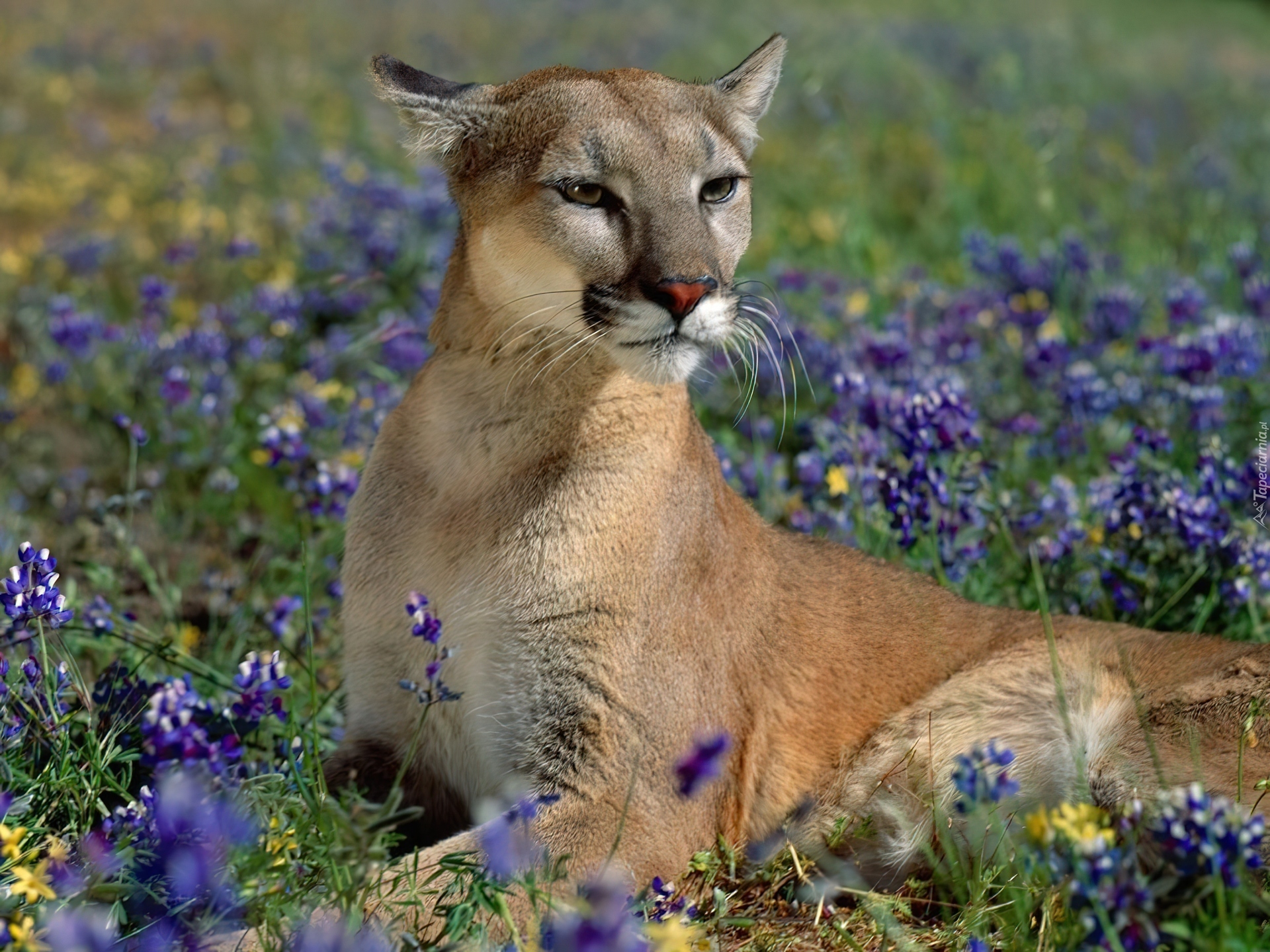 Puma, Łąka