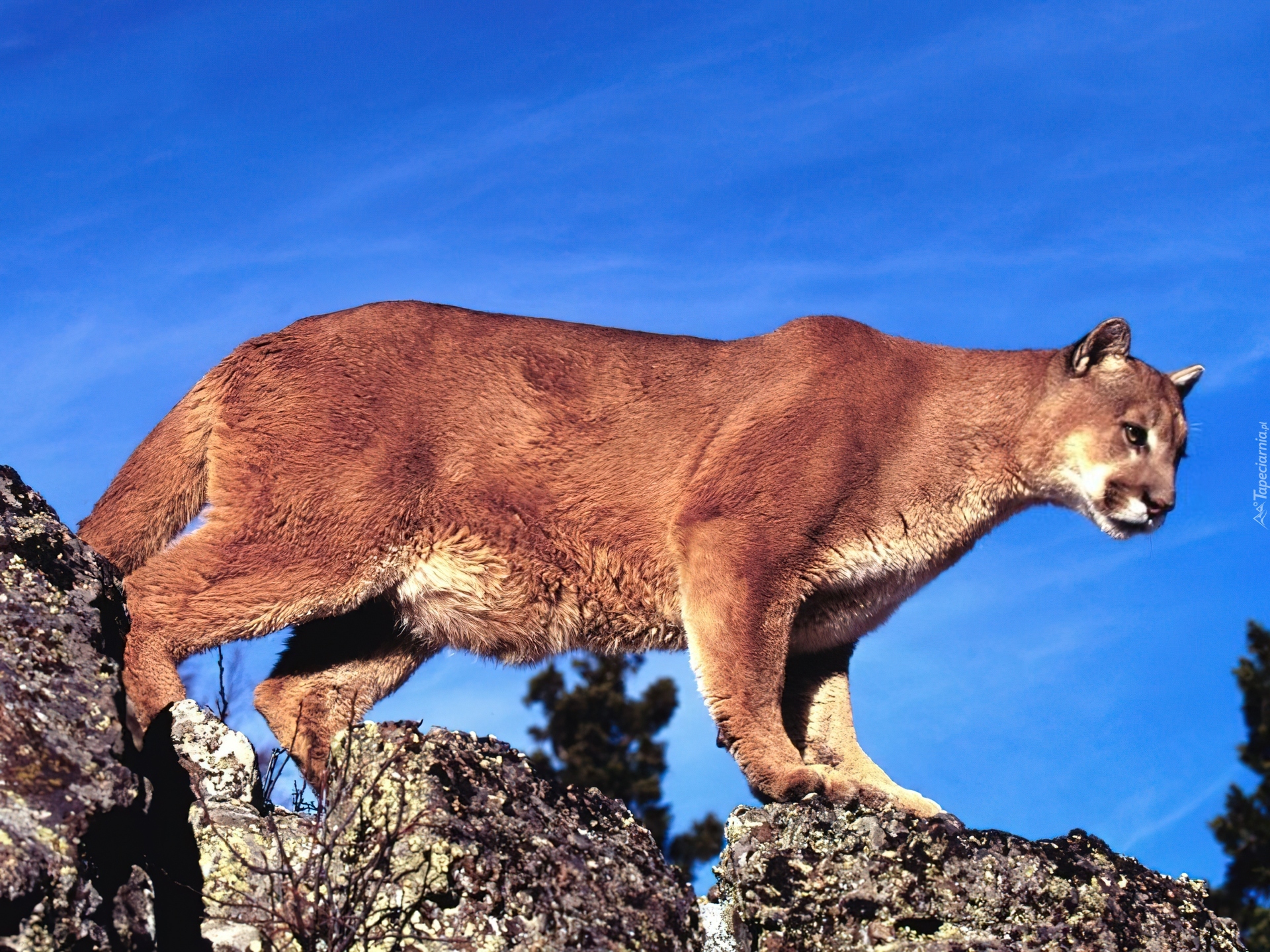 Puma
