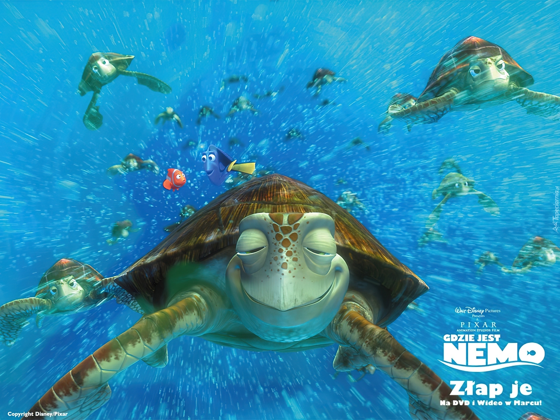 Film animowany, Gdzie jest Nemo, Finding Nemo, Żółw