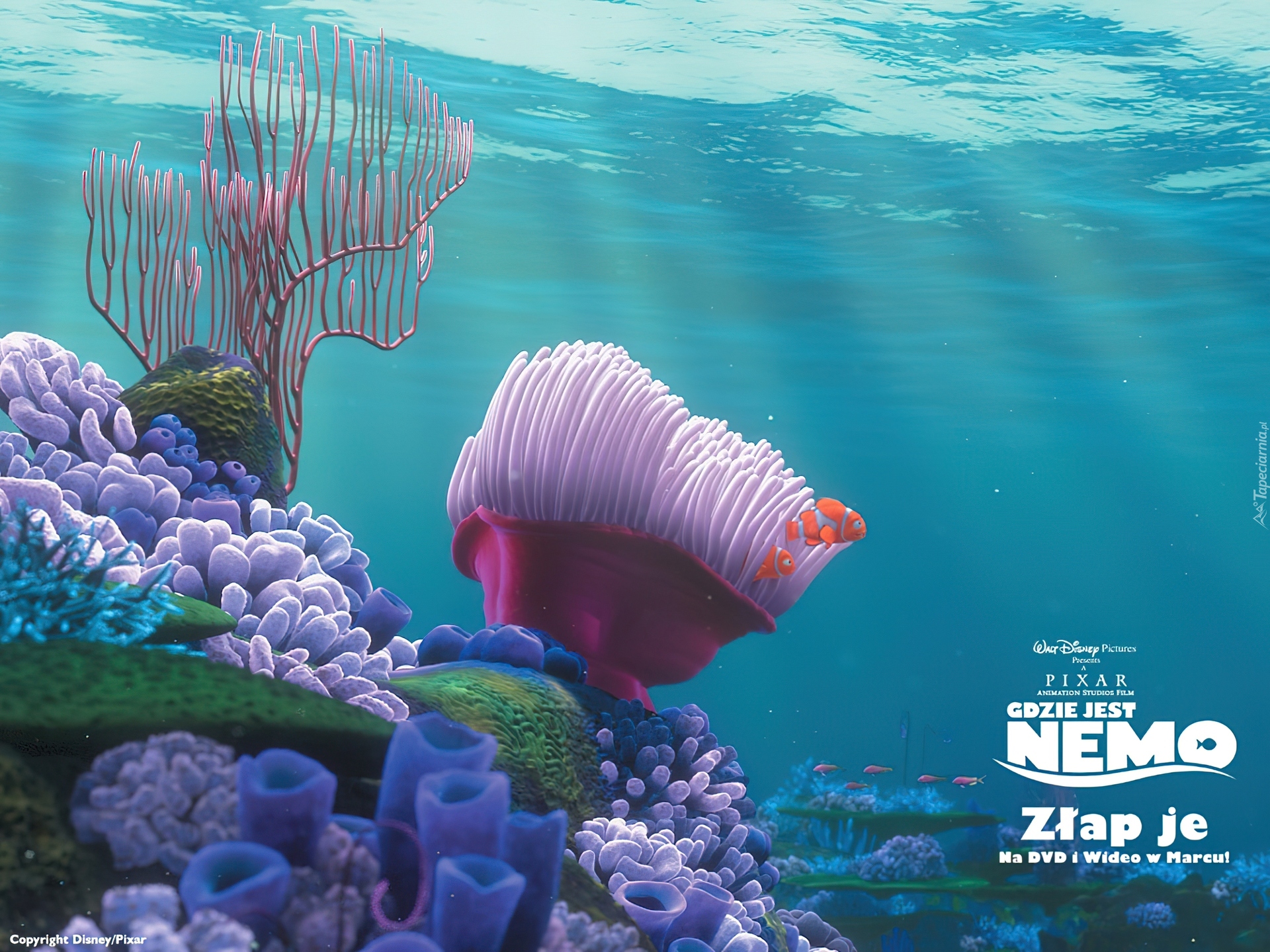 Film animowany, Gdzie jest Nemo, Finding Nemo, Rafa