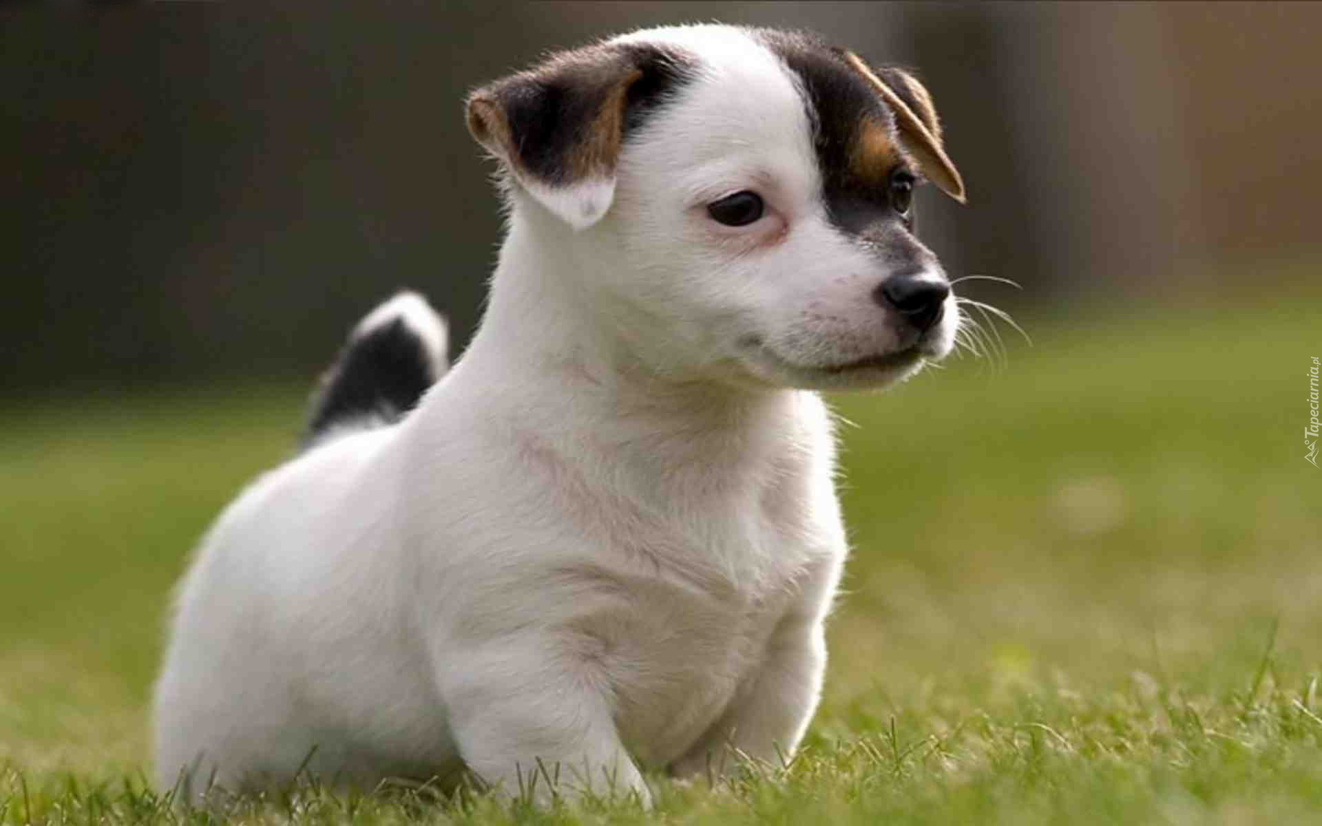 Szczeniak, Jack Russell Terrier