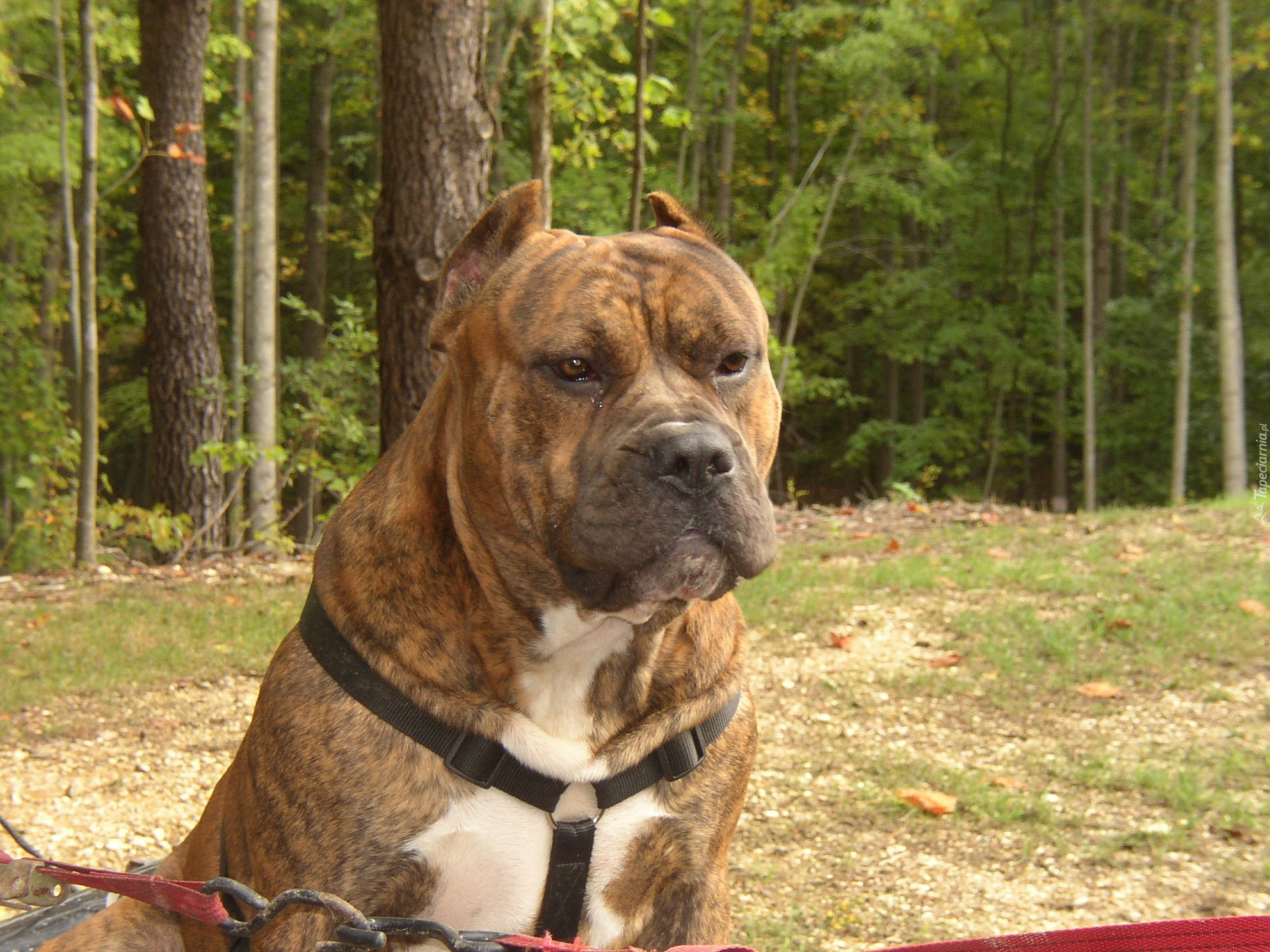 Bronzowy, Perro de Presa Canario