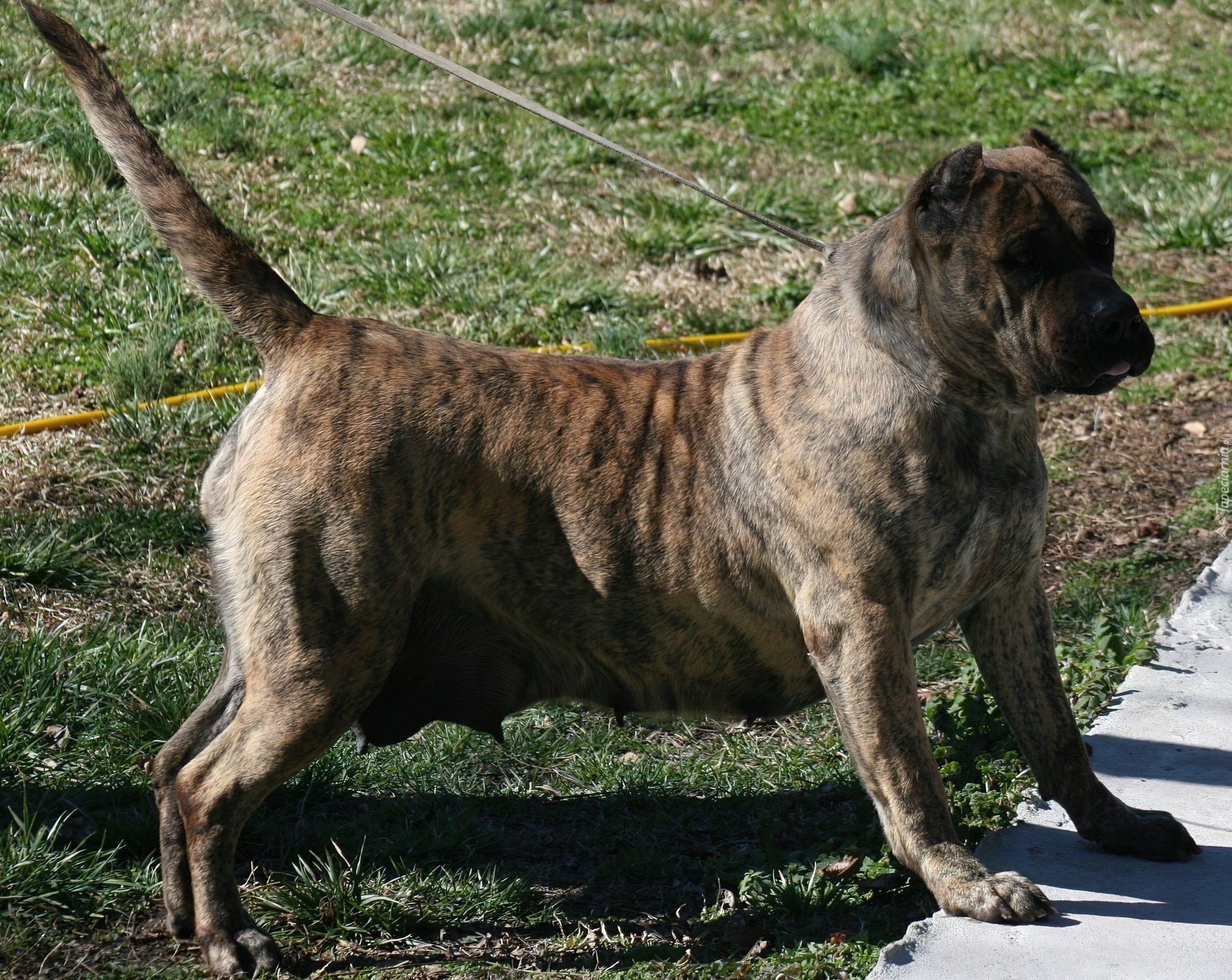 Wszystkie Zwierzęta Psy Perro de Presa Canario. 