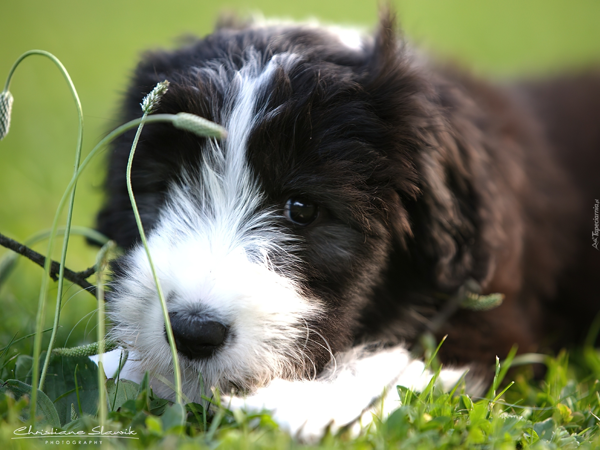 Bearded collie, Szczeniak