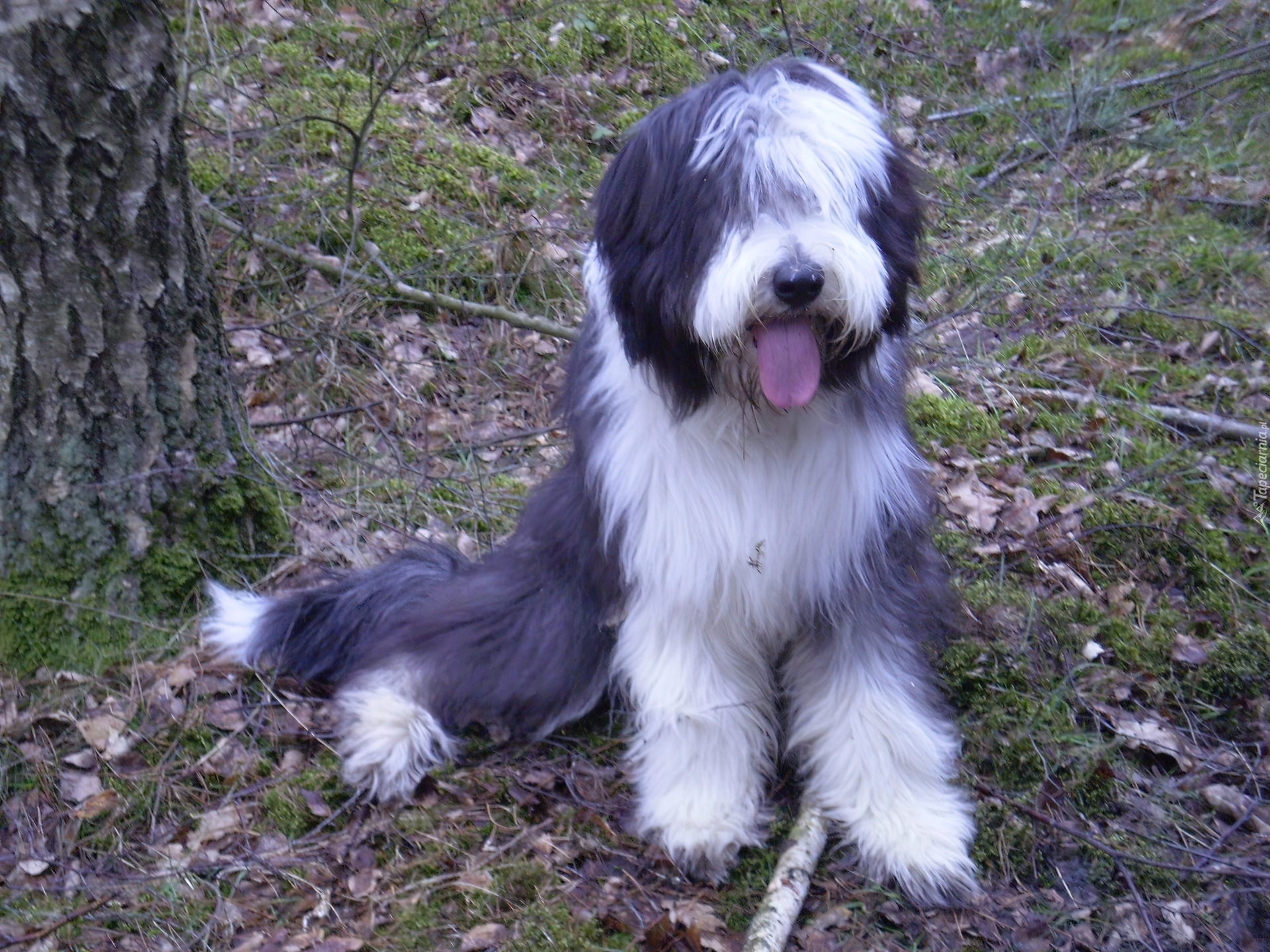 Bearded collie