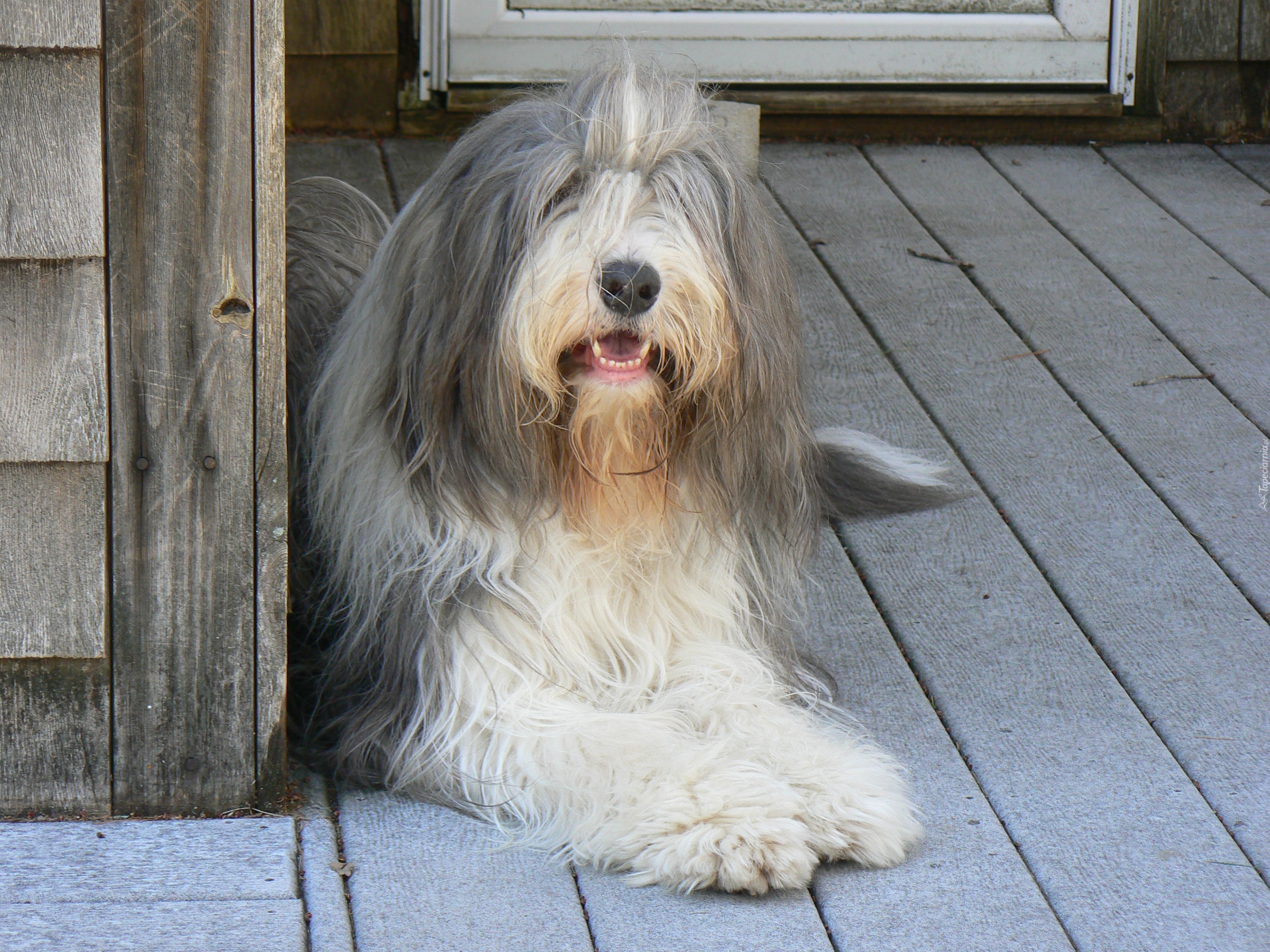 Duży, Bearded collie