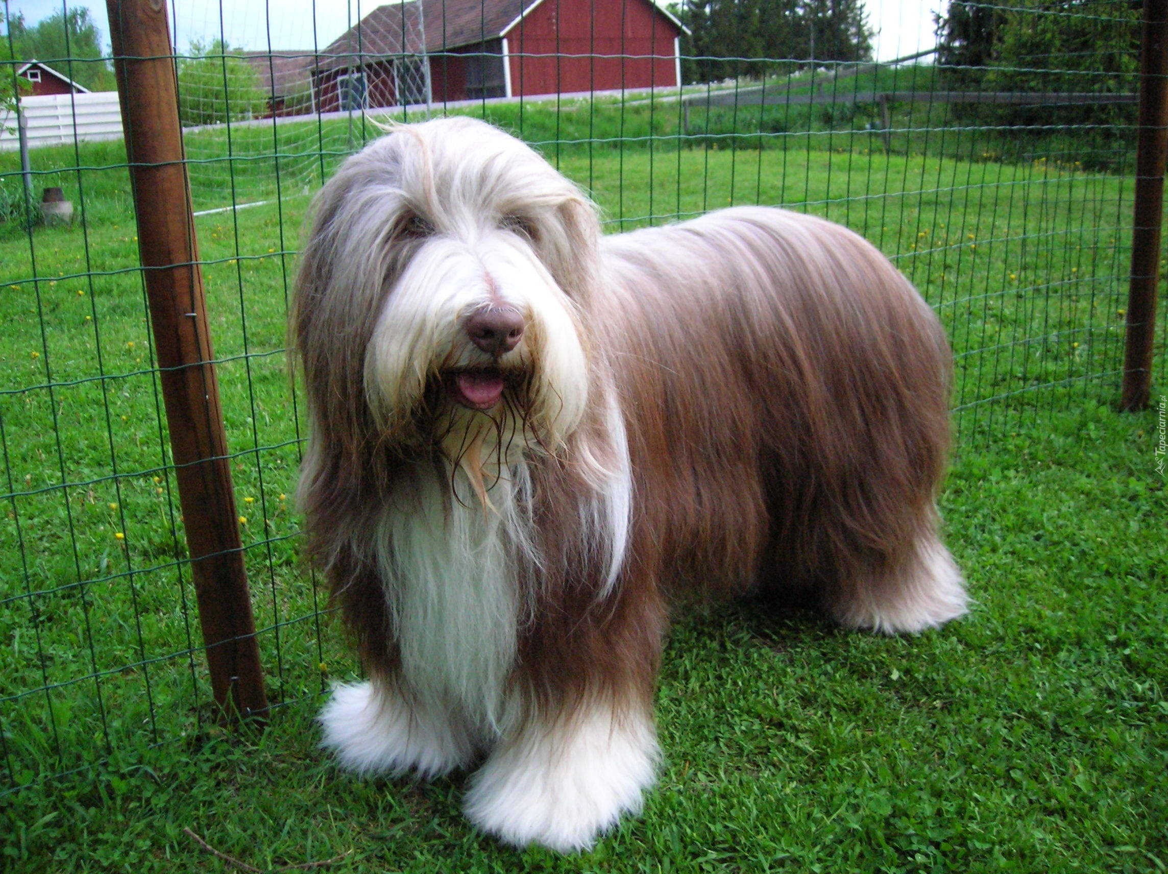 Zadbany, Bearded collie