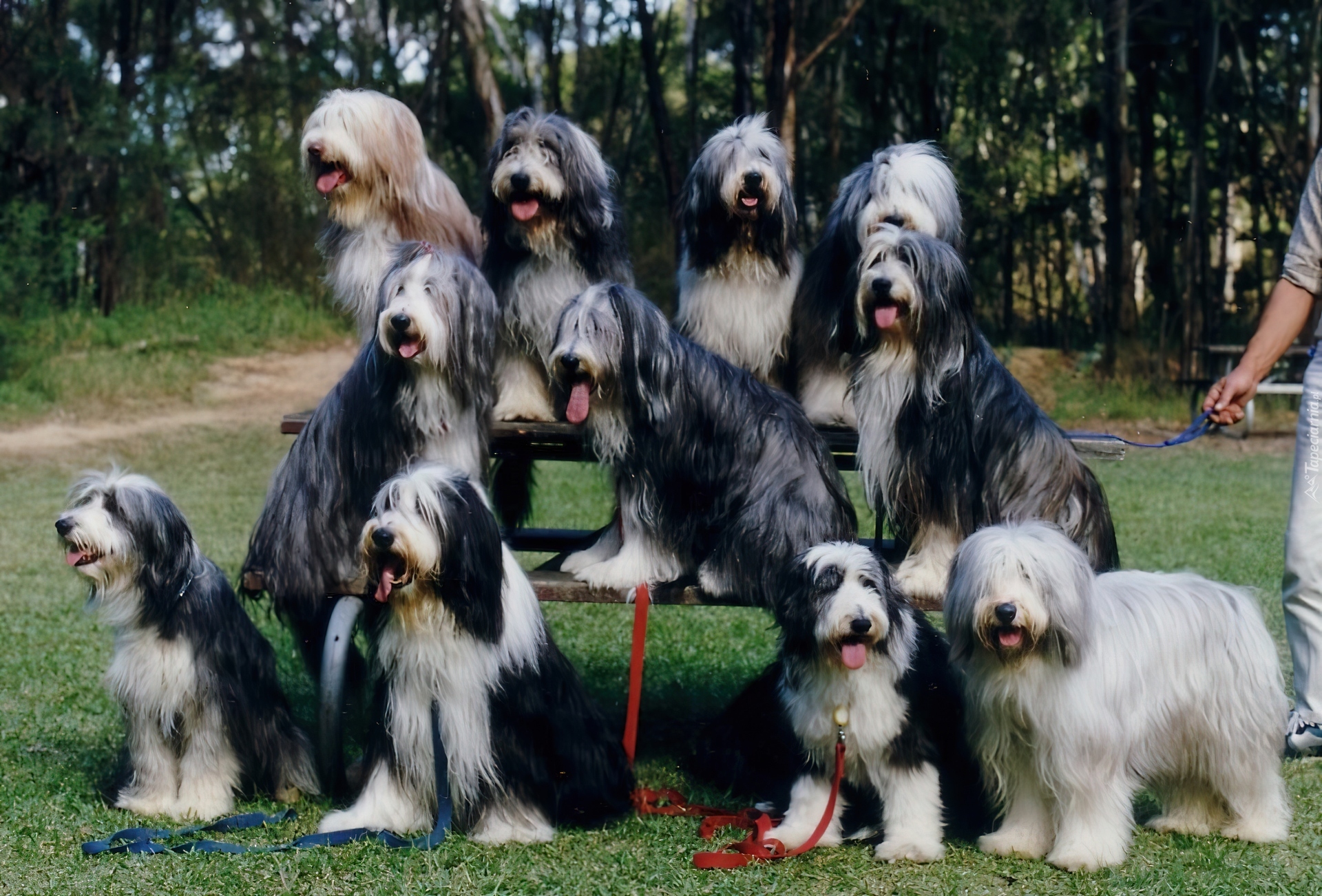 jedenaście,  Bearded collie