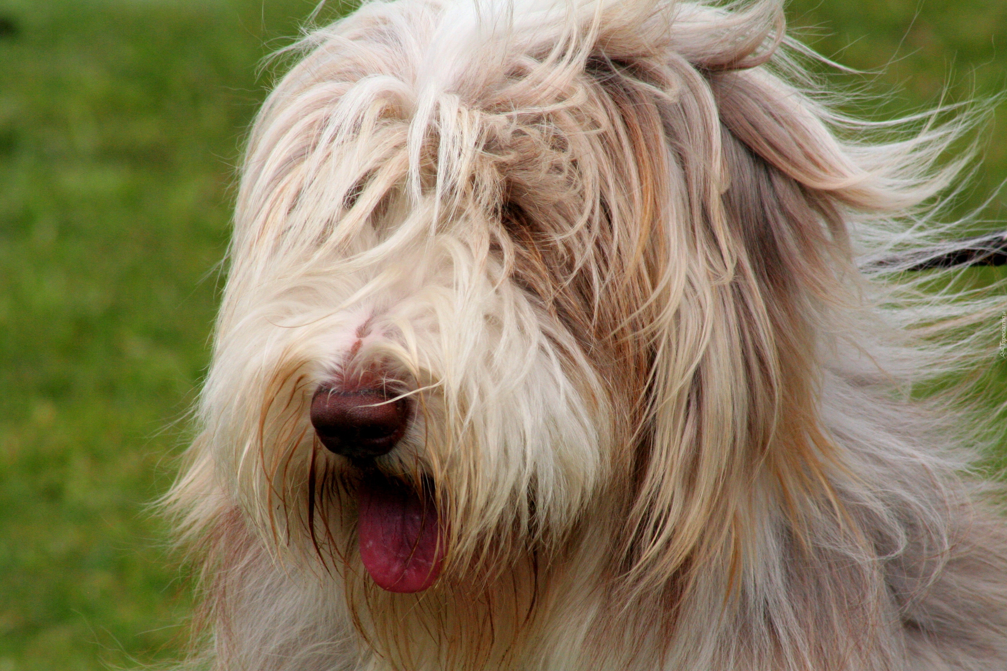 Bearded collie, Język