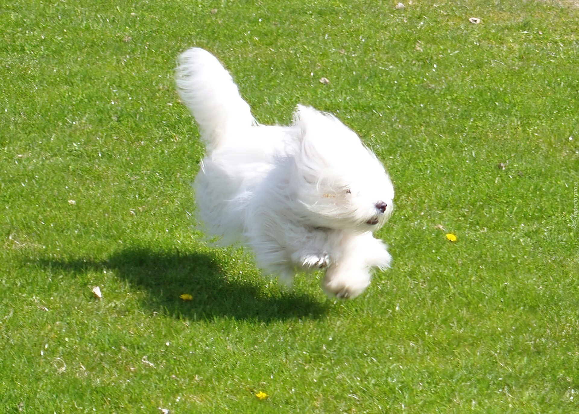 Coton de Tulear