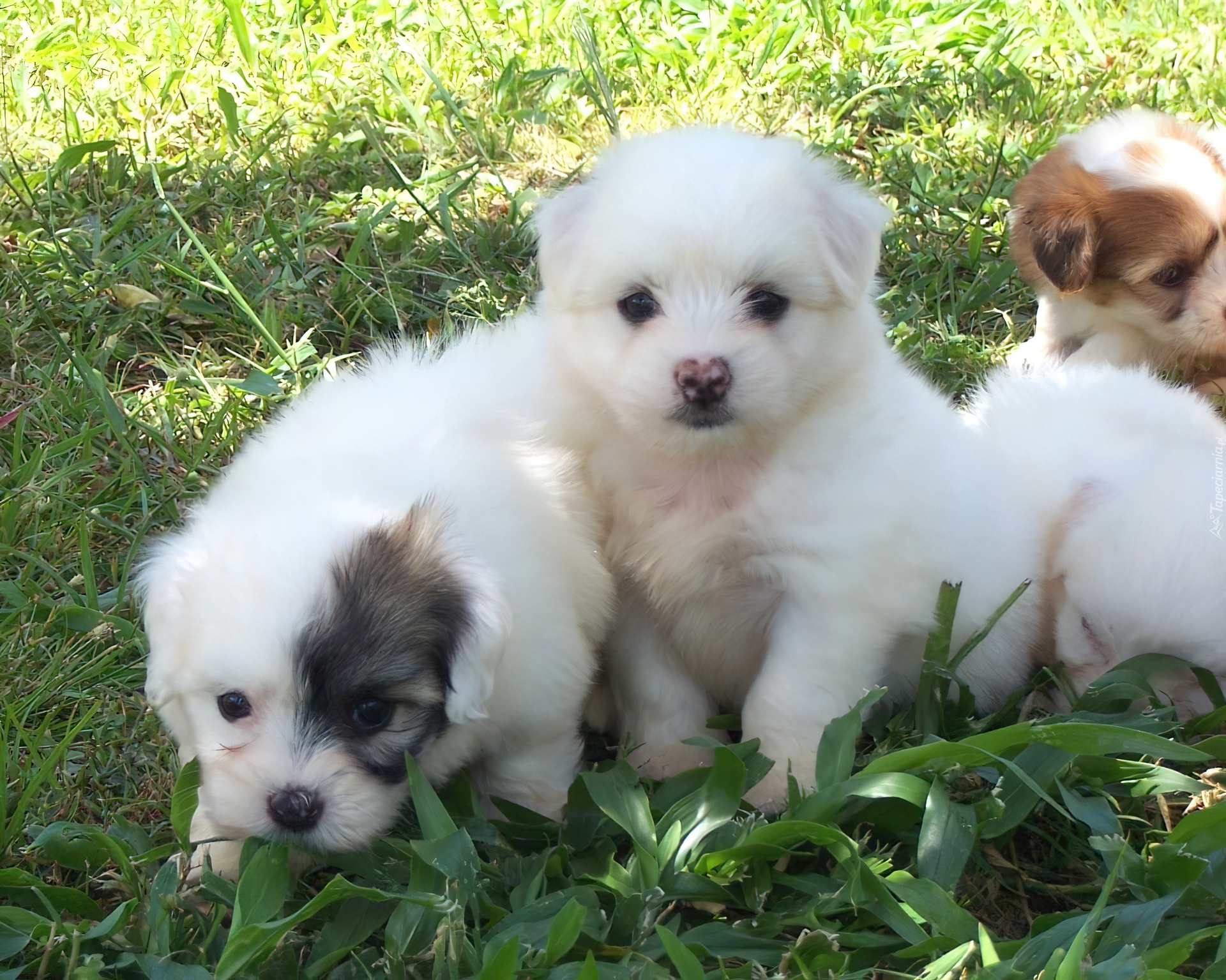 Szczeniaki, Coton de Tulear