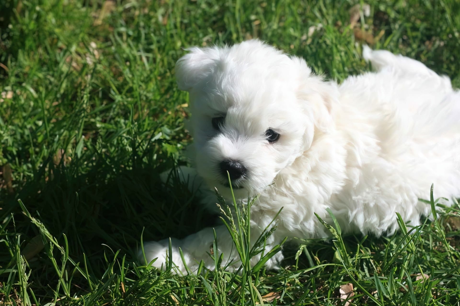 Biały, Coton de Tulear