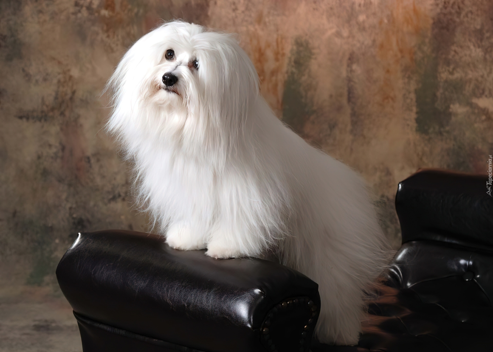 uczesany, Coton de Tulear