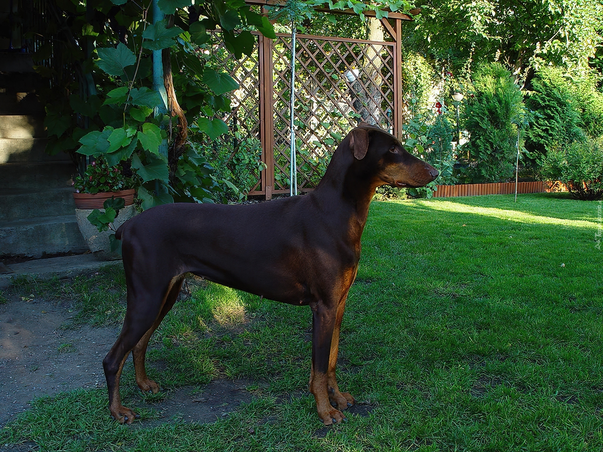 Bronzowy, Doberman