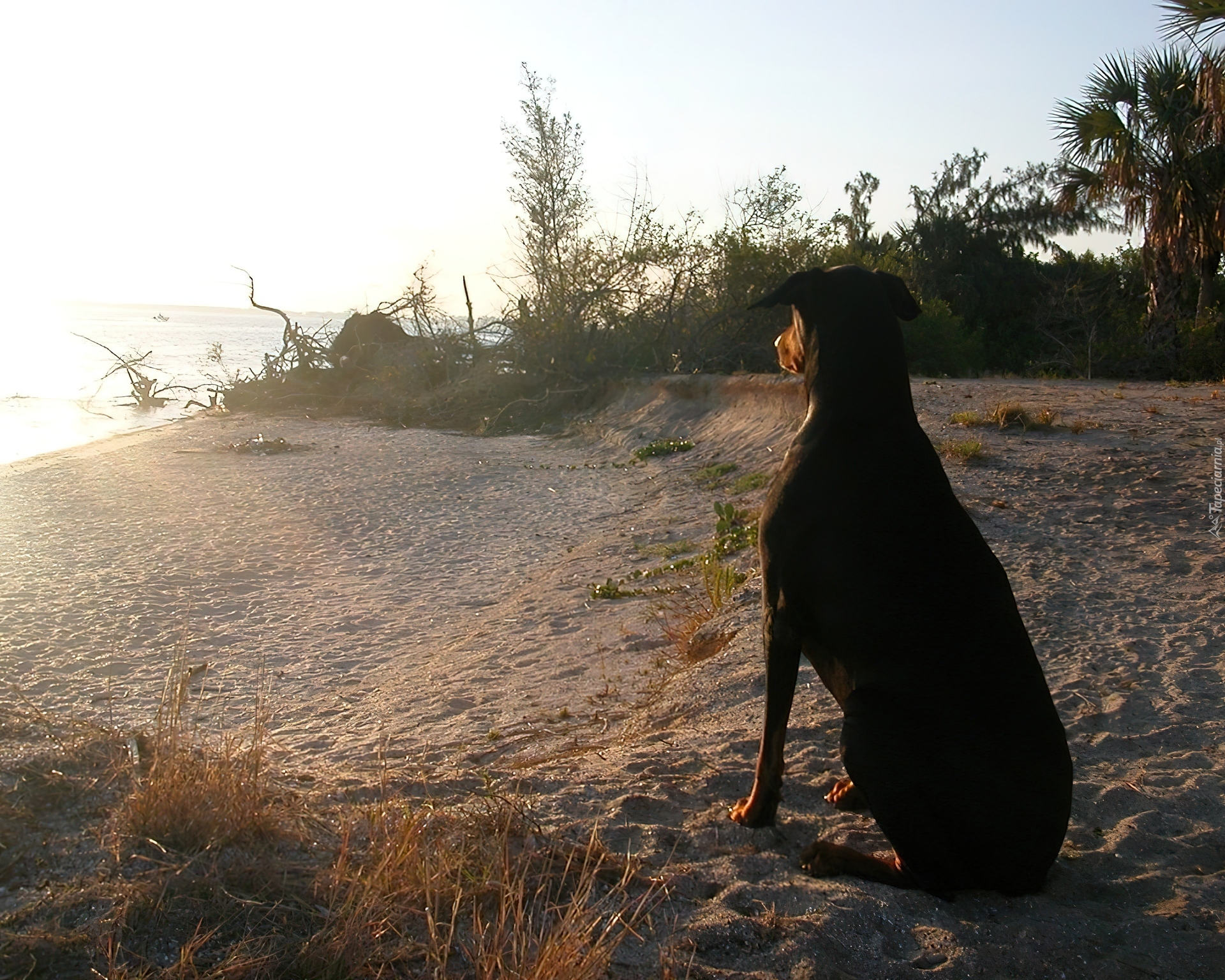 Doberman, Plaża