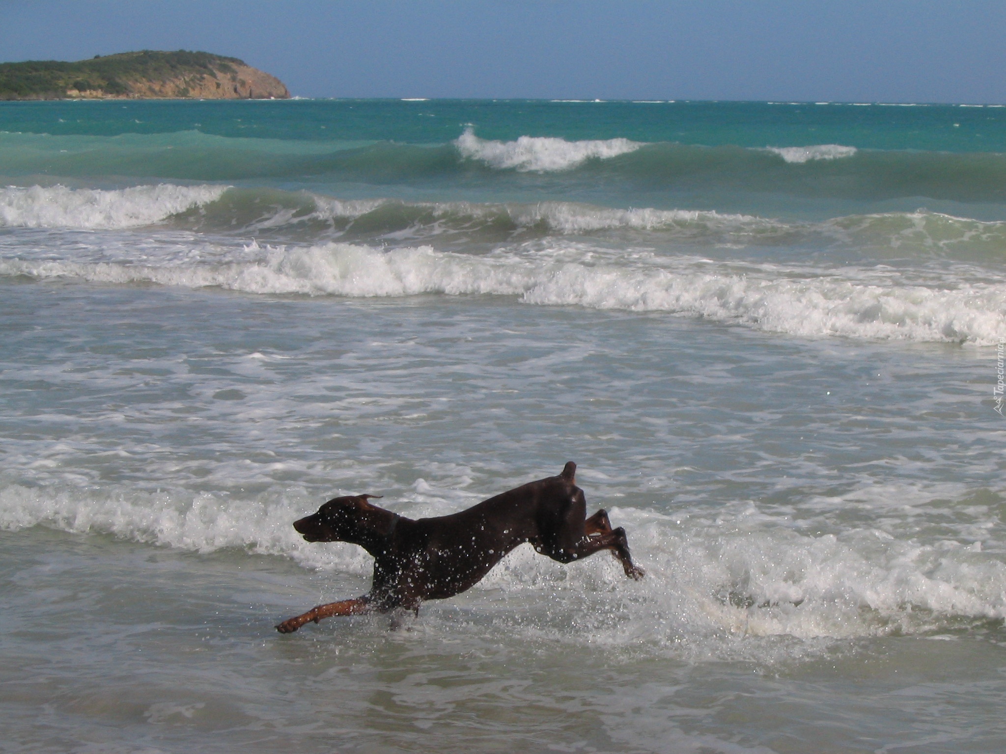 Biegnący, Doberman, Plaża