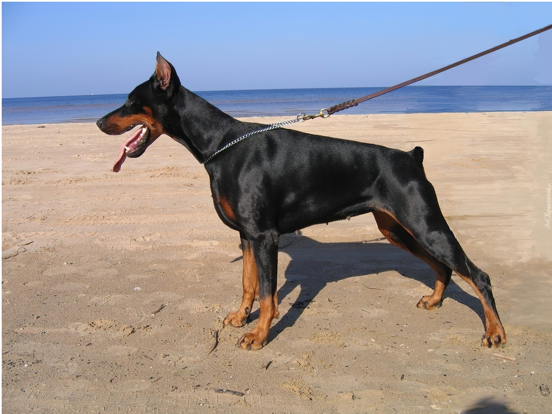 Doberman, Plaża