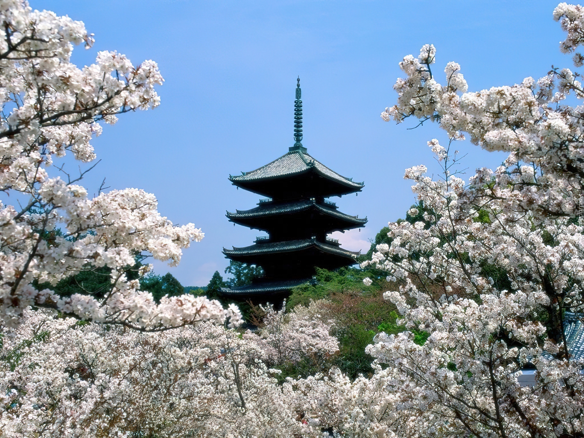 Japonia, Budowla, Kwitnące, Wiśnie