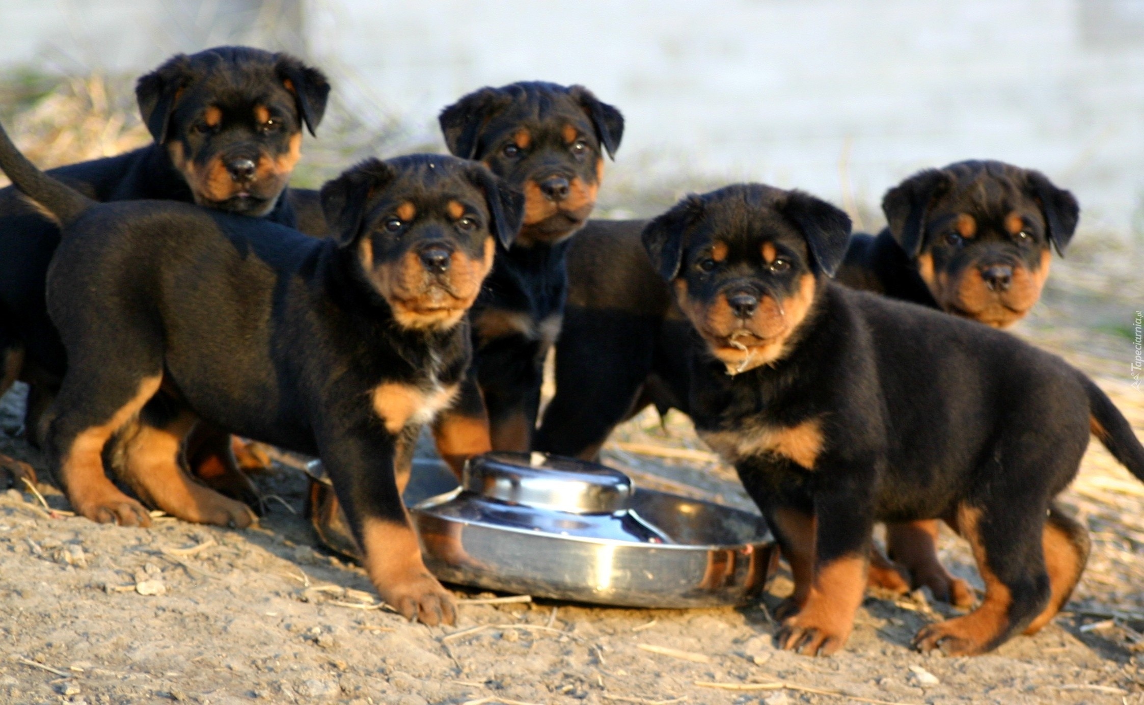 Rottweiler, Szczeniaki