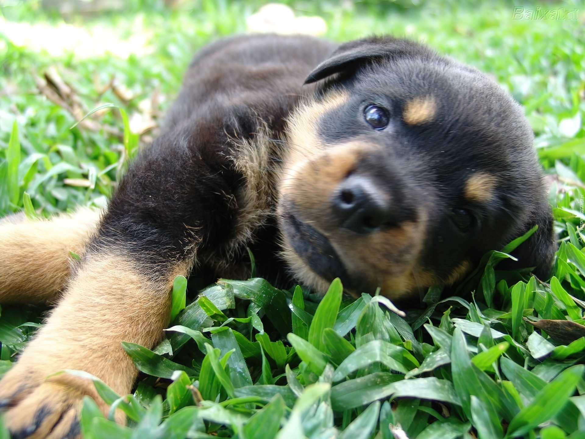 Słodki, szczeniak, Rottweiler