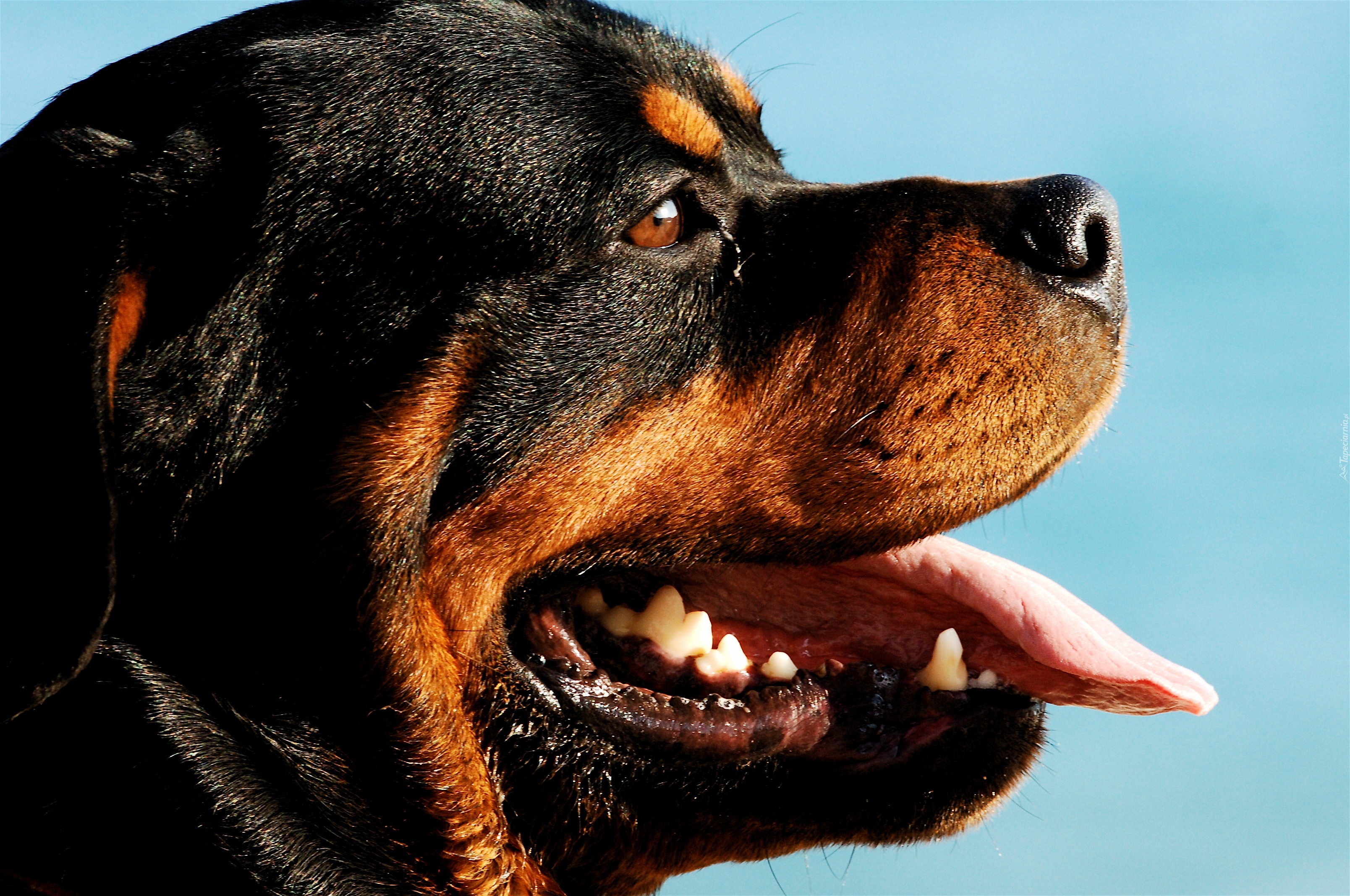 Morda, Rottweiler