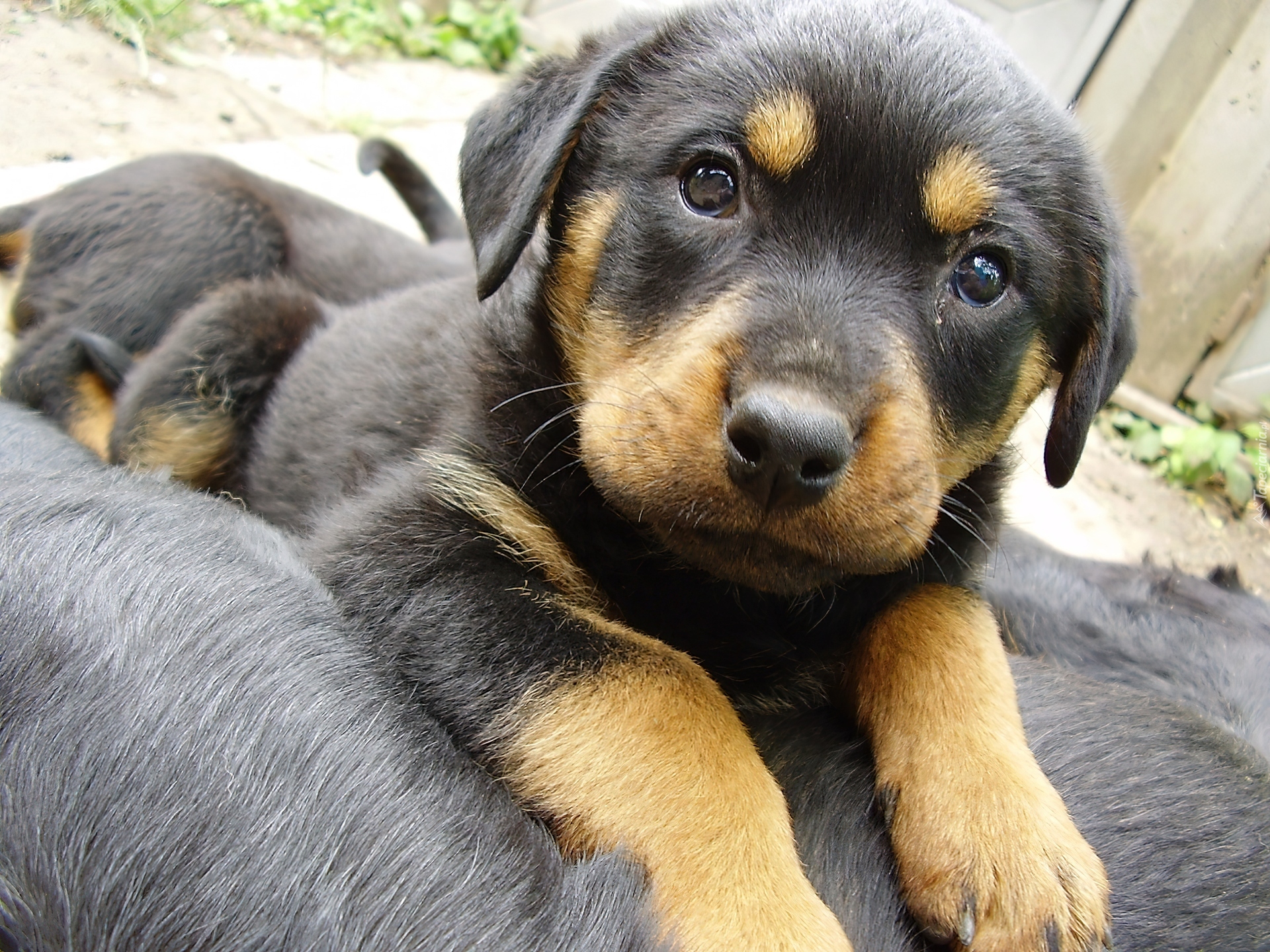 Rottweiler, Szczeniak