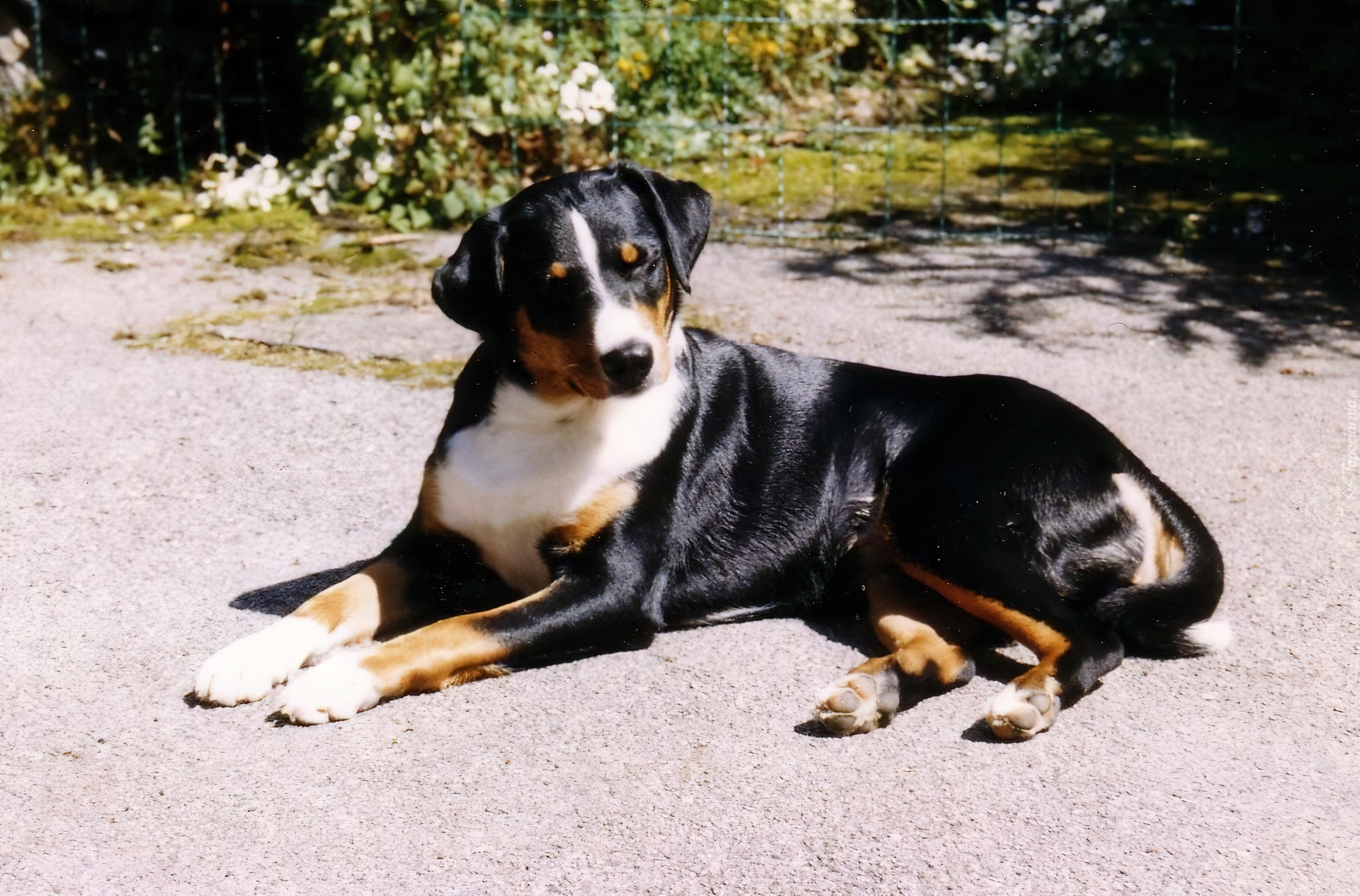 leżący, Appenzeller