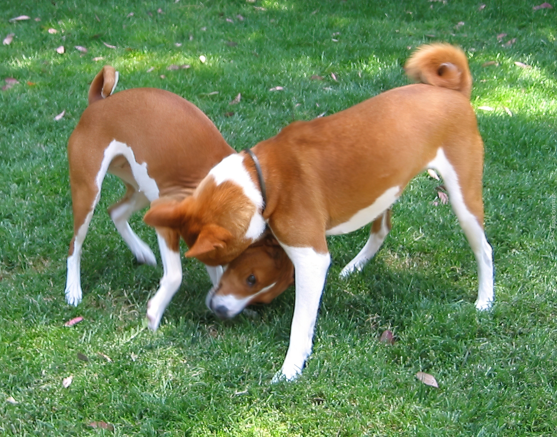 dwa, Basenji, trawa