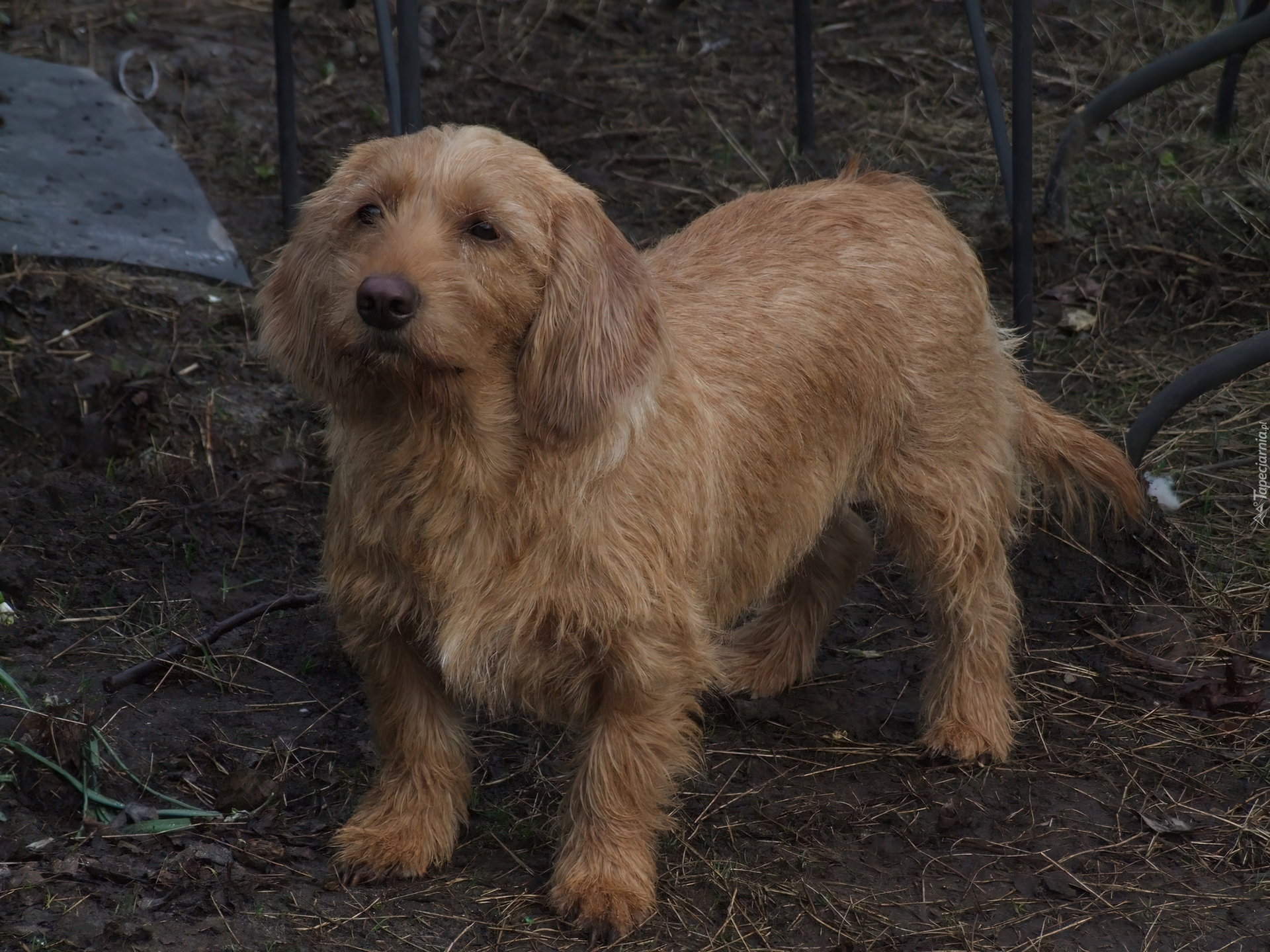 Basset Fauve de Bretagne