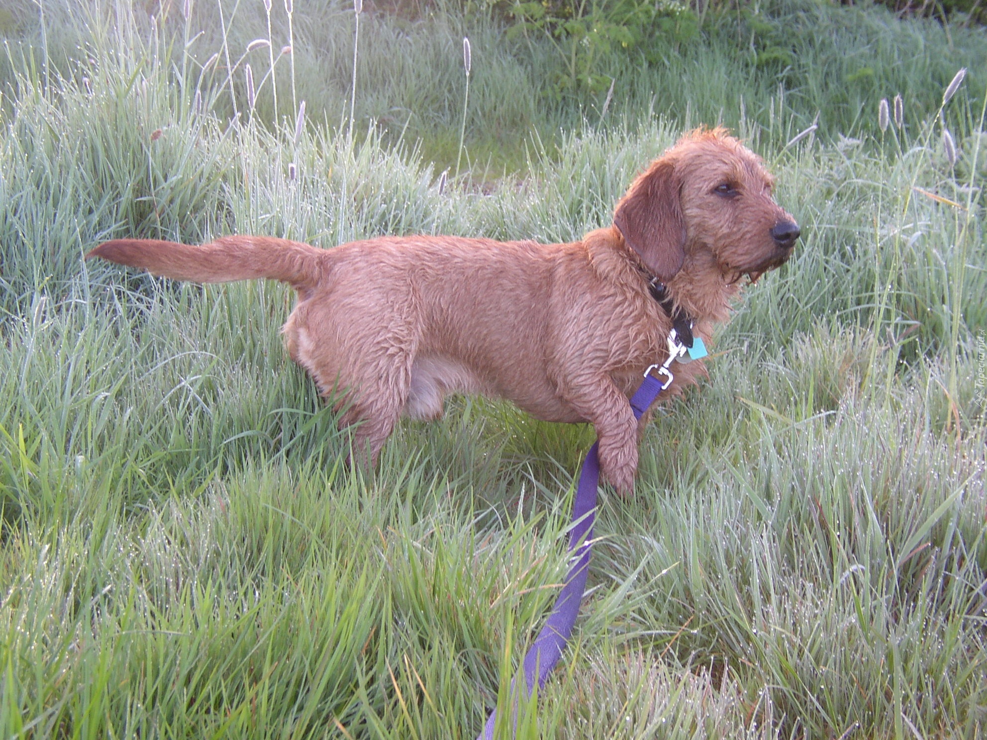 Basset Fauve de Bretagne, smycz