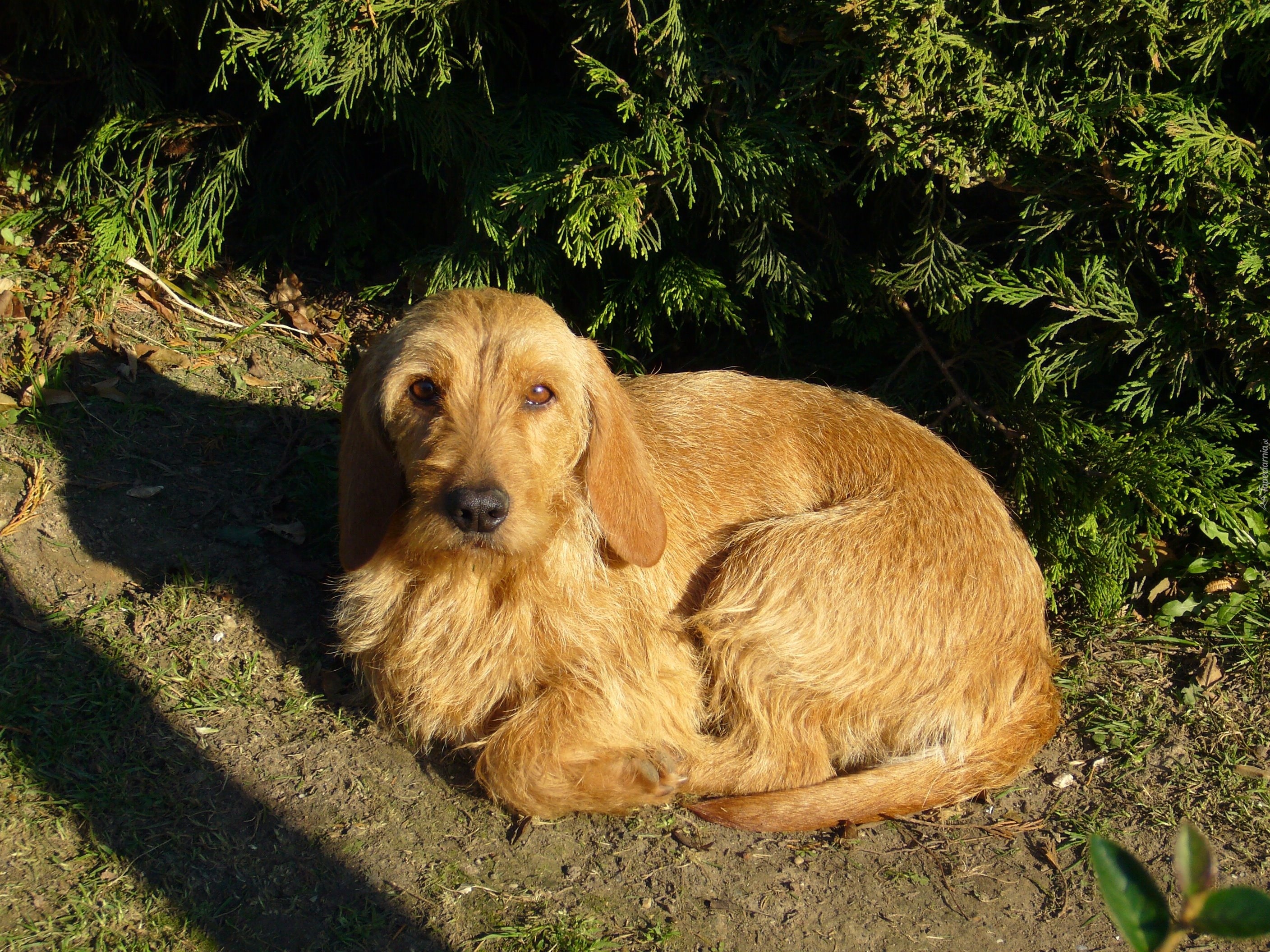 skulony, Basset Fauve de Bretagne