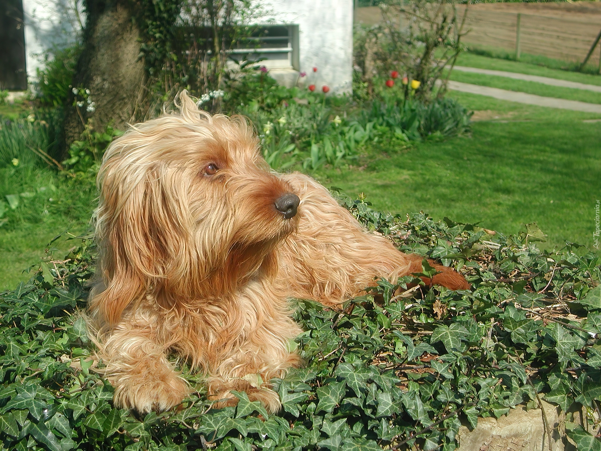 Basset Fauve de Bretagne, trawa