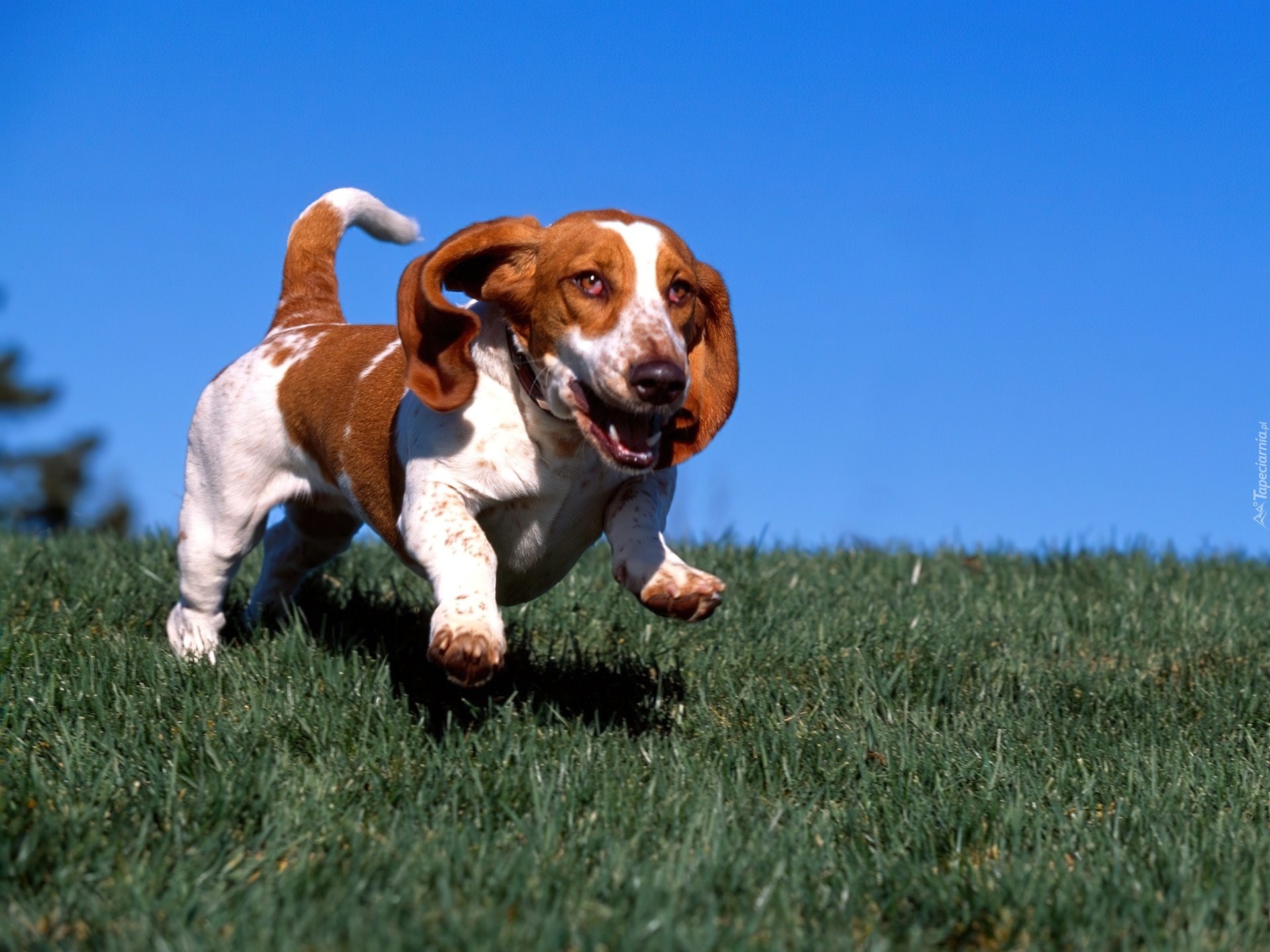 Basset Hound, nibieskie, niebo