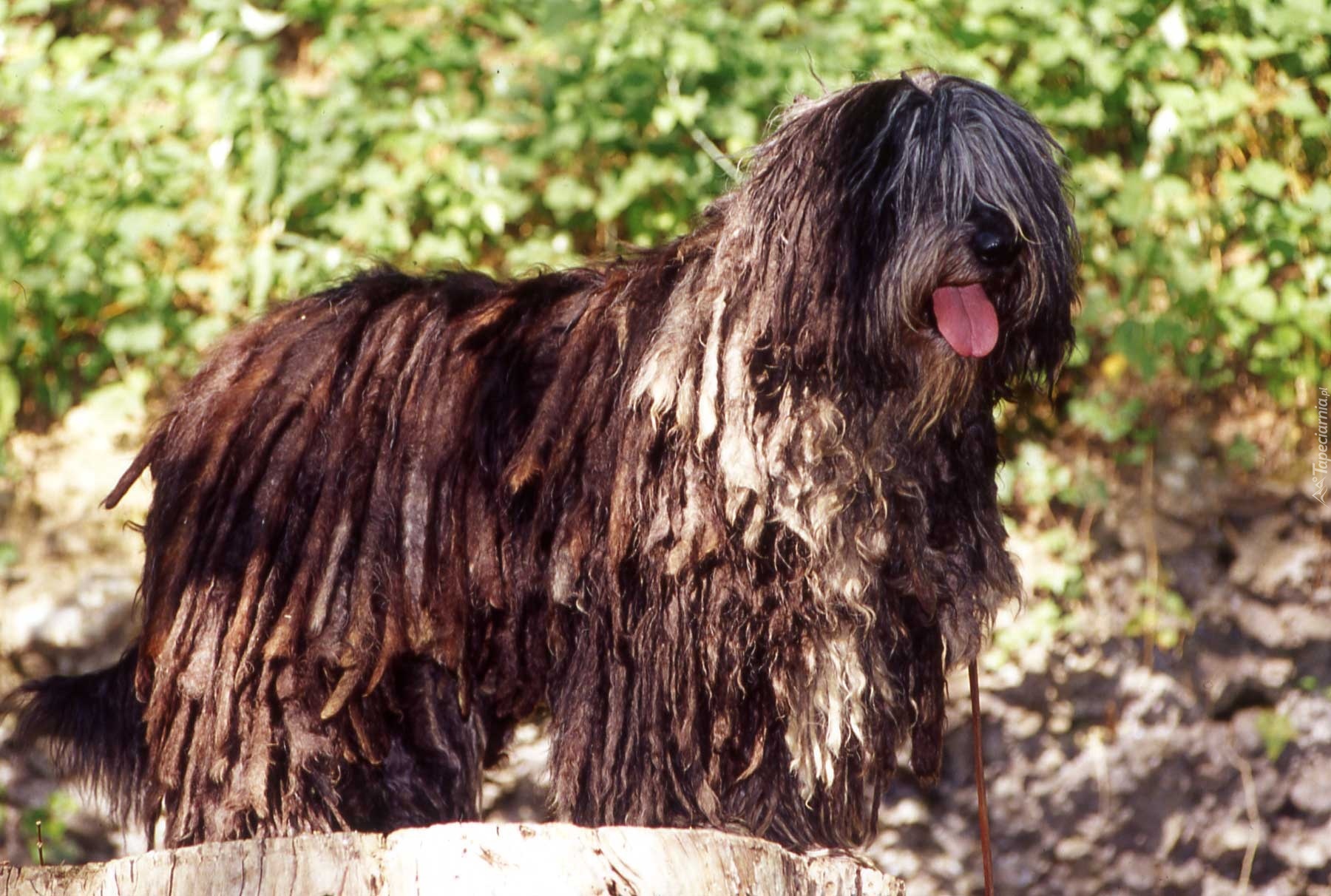 język, Bergamasco