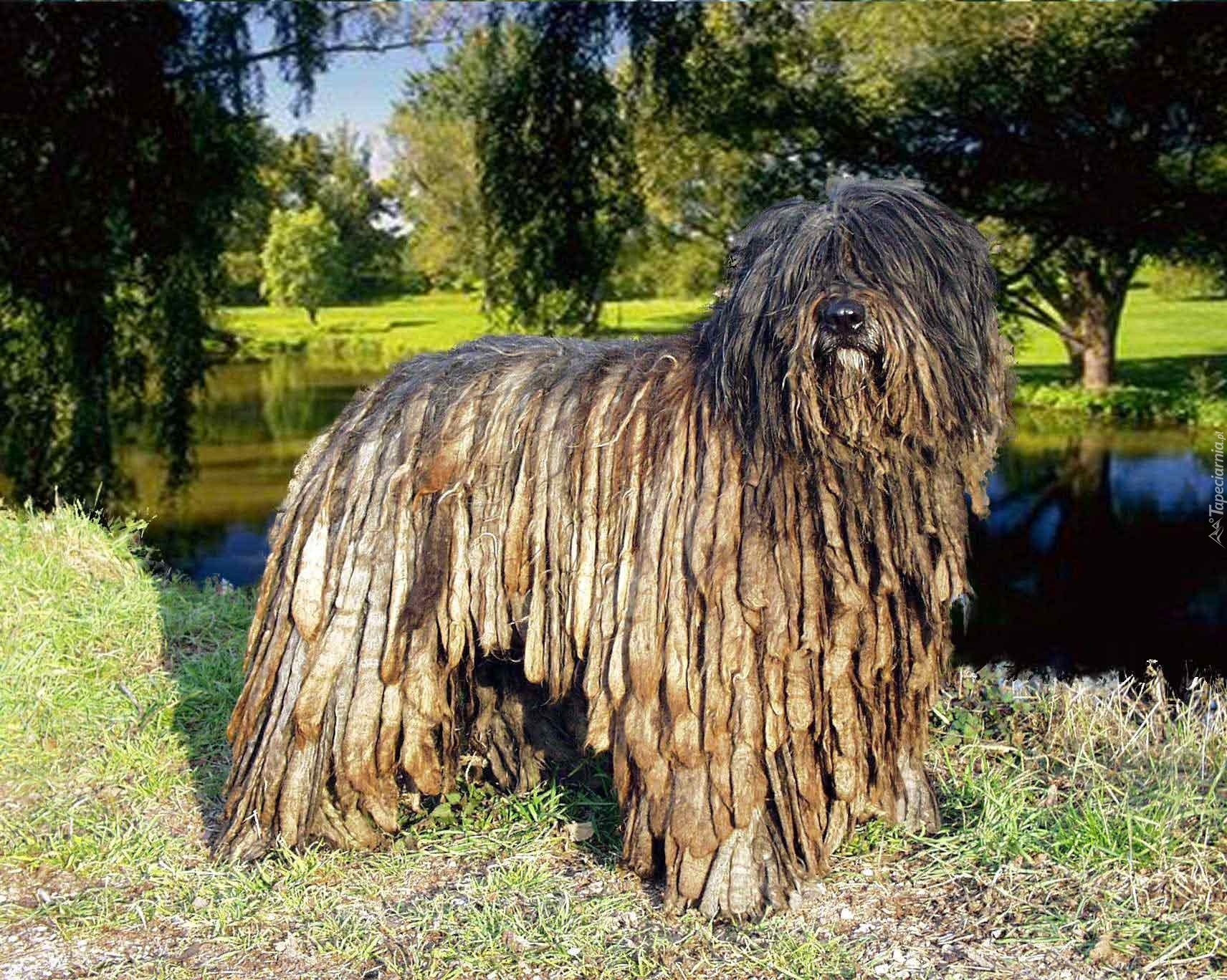 Bergamasco, park