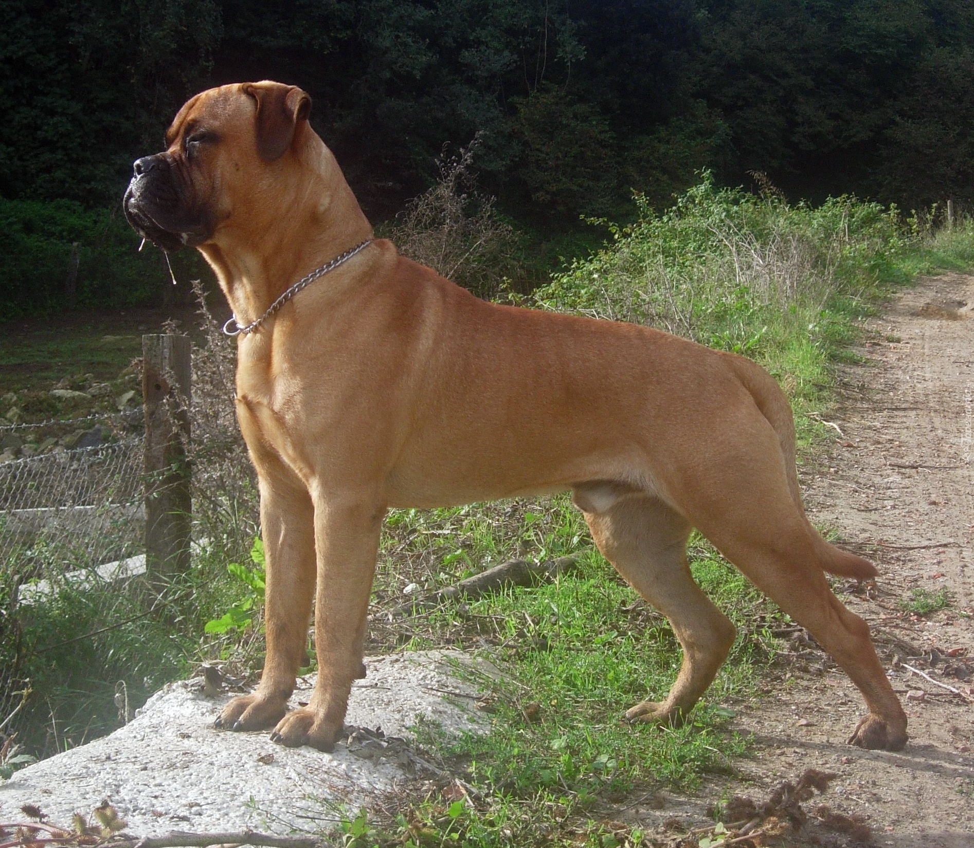 Bullmastiff, płot