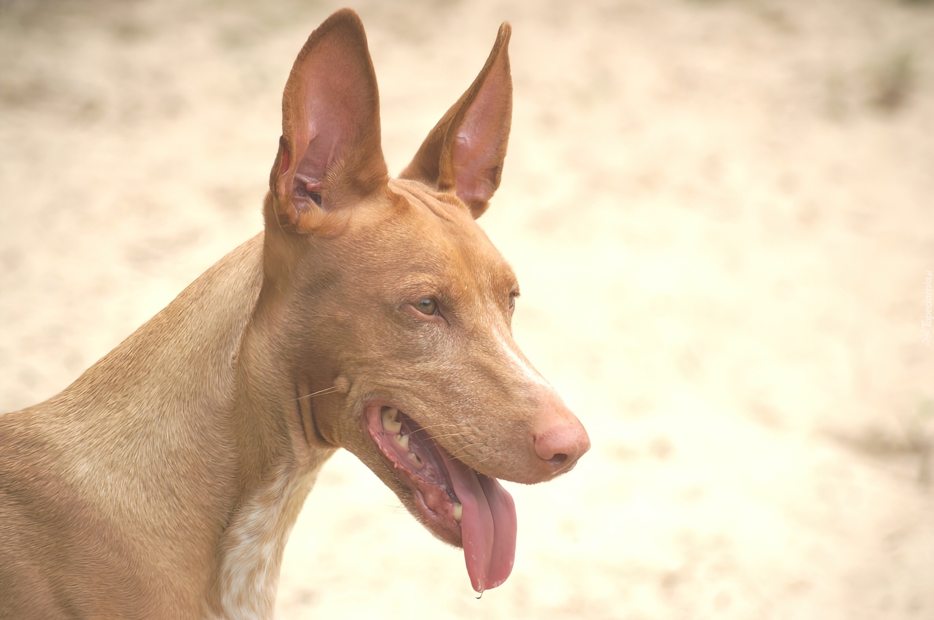postawione, uszy, Pies faraona